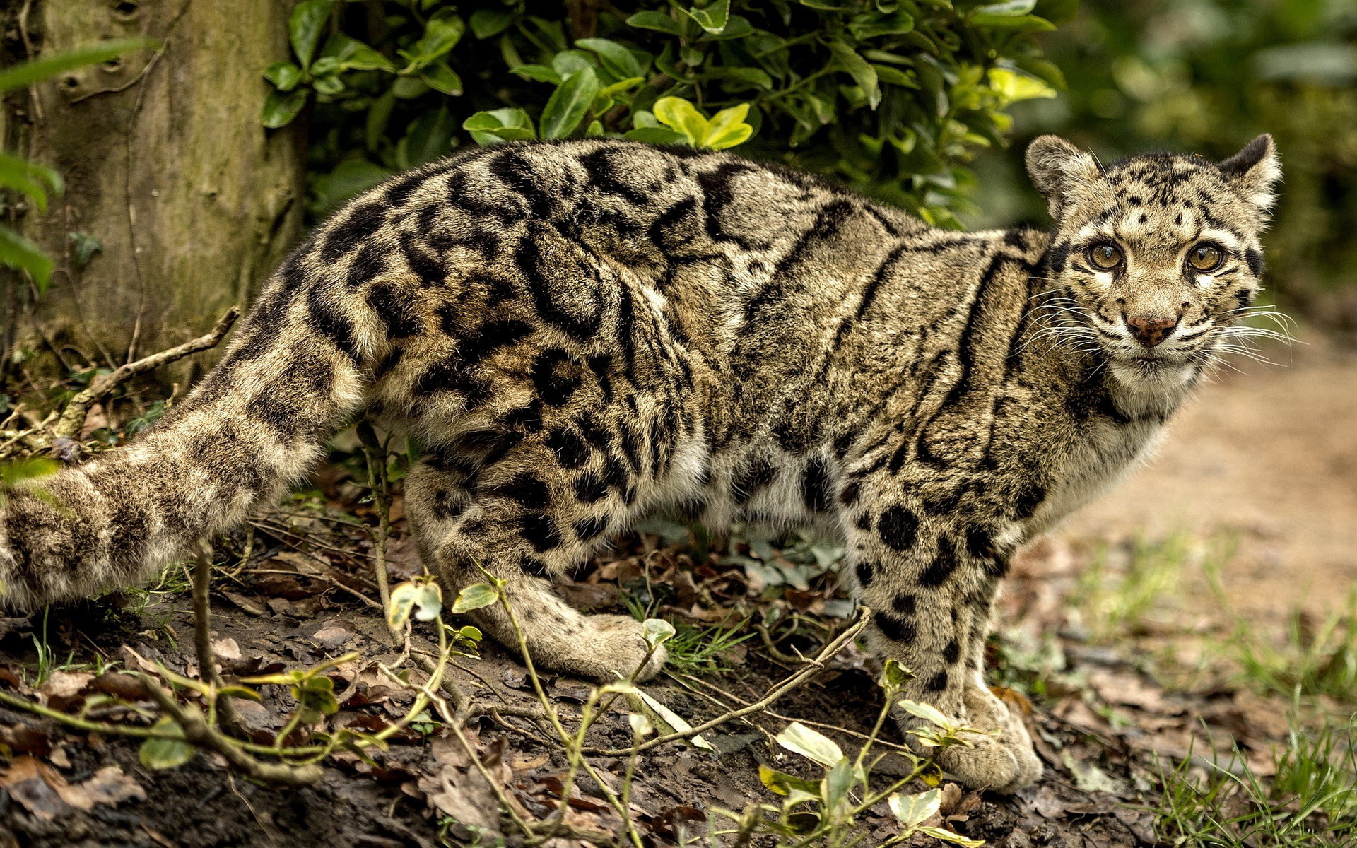 High resolution Clouded Leopard hd 1920x1200 background ID:260352 for PC