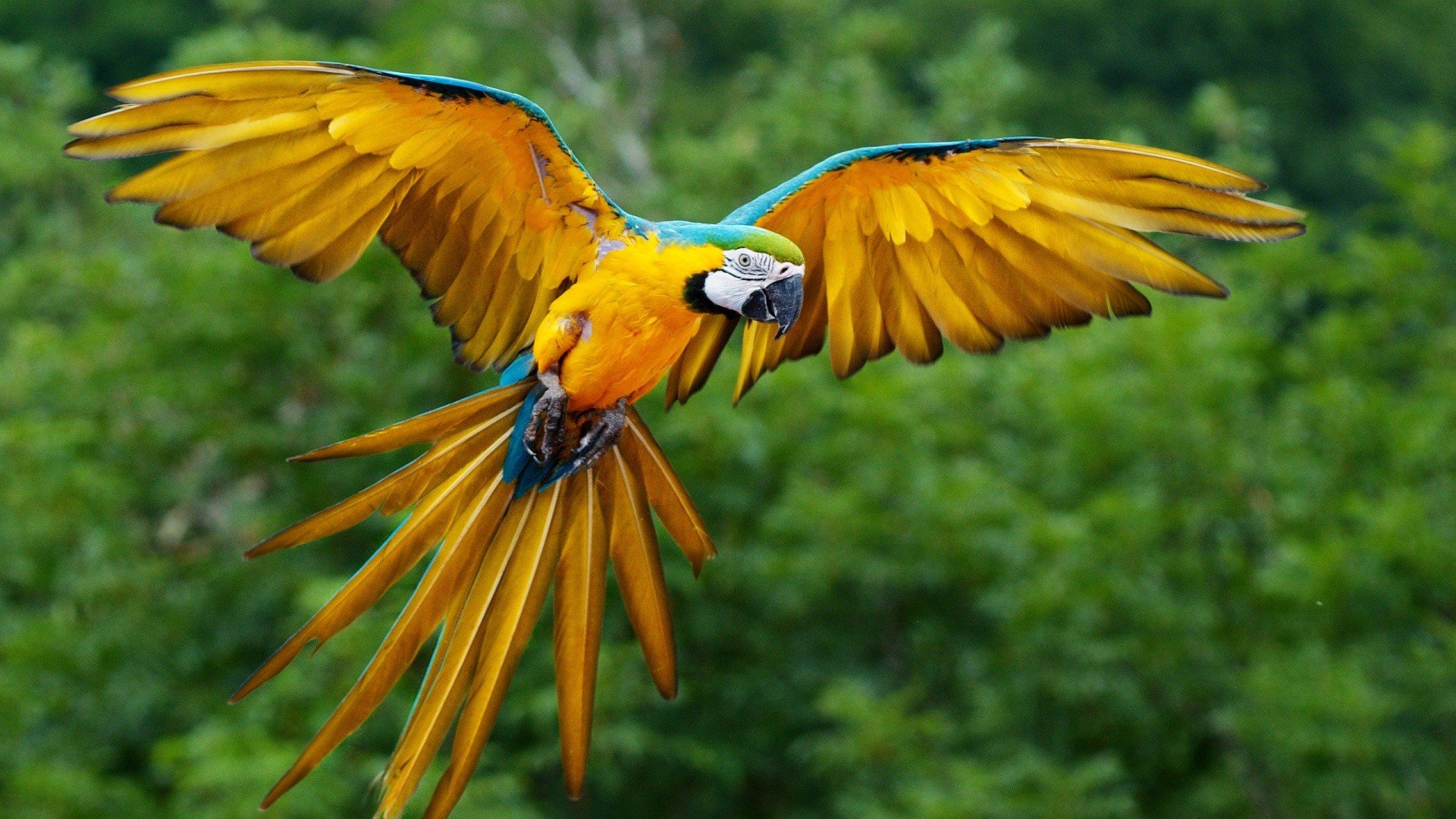 Download hd 1920x1080 Macaw PC wallpaper ID:46464 for free
