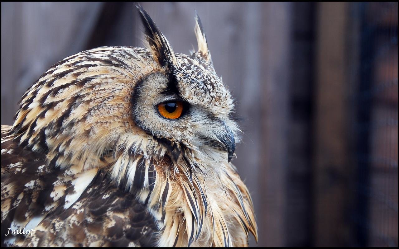 Download hd 1280x800 Owl PC wallpaper ID:236967 for free