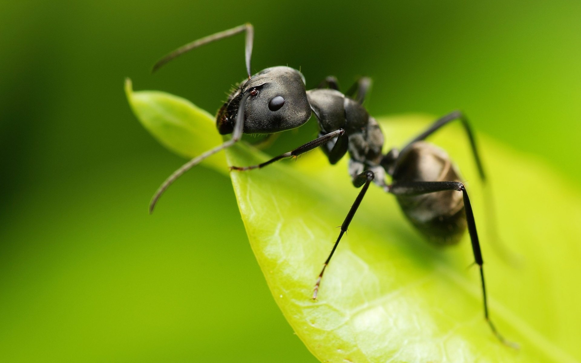Free Ant high quality background ID:401329 for hd 1920x1200 PC