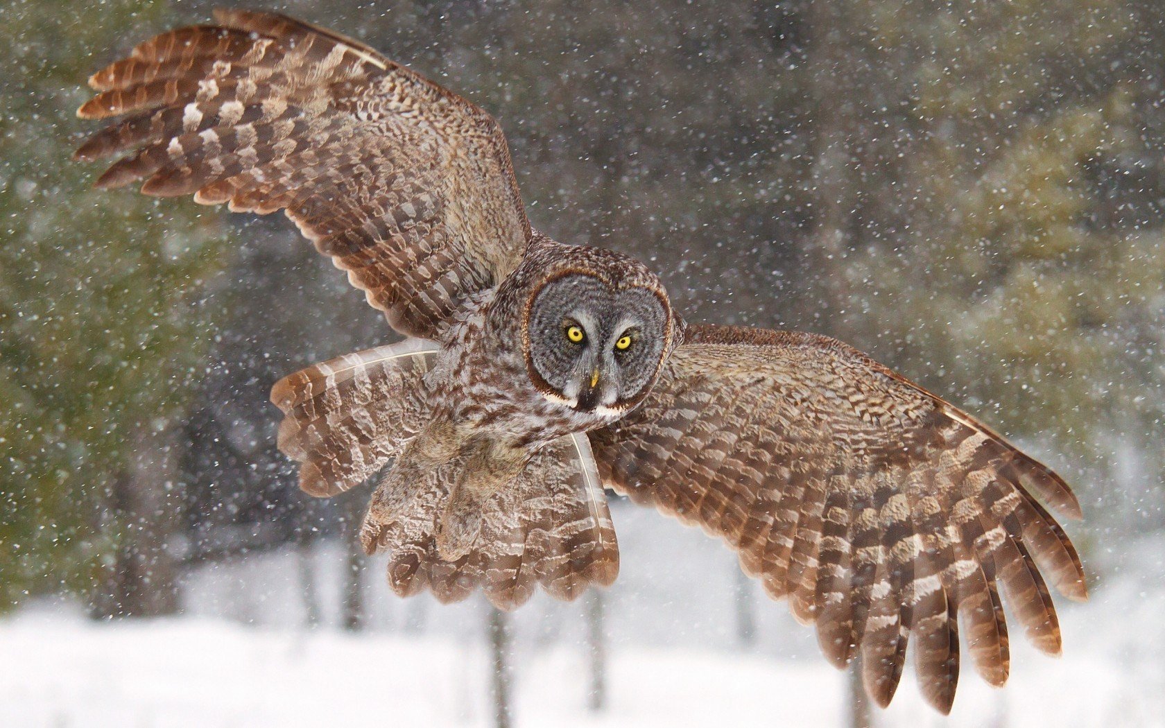 Awesome Great Grey Owl free wallpaper ID:235120 for hd 1680x1050 PC