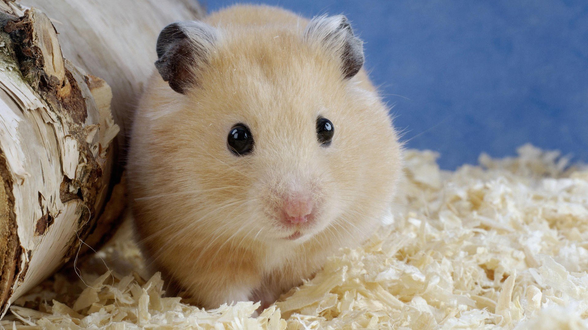 Best Hamster wallpaper ID:234041 for High Resolution 1080p computer