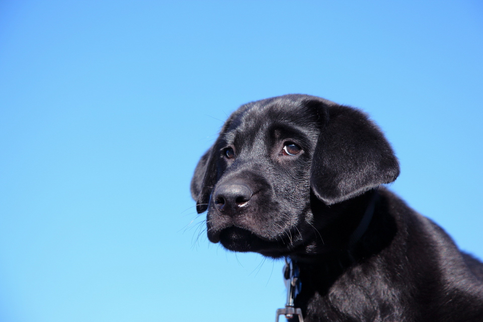 Free download Labrador background ID:421645 hd 1920x1280 for PC