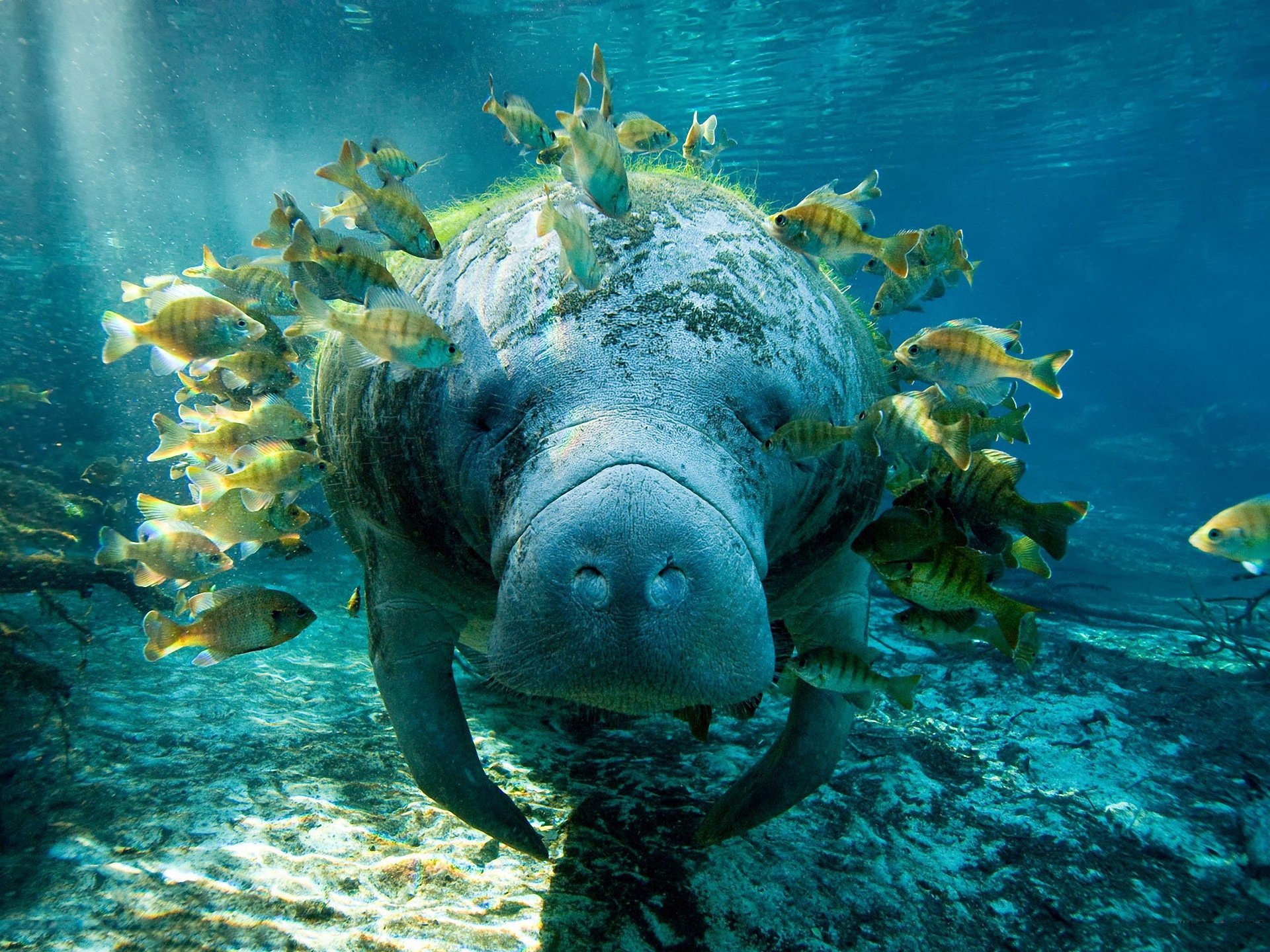 High resolution Manatee hd 1920x1440 background ID:43402 for PC