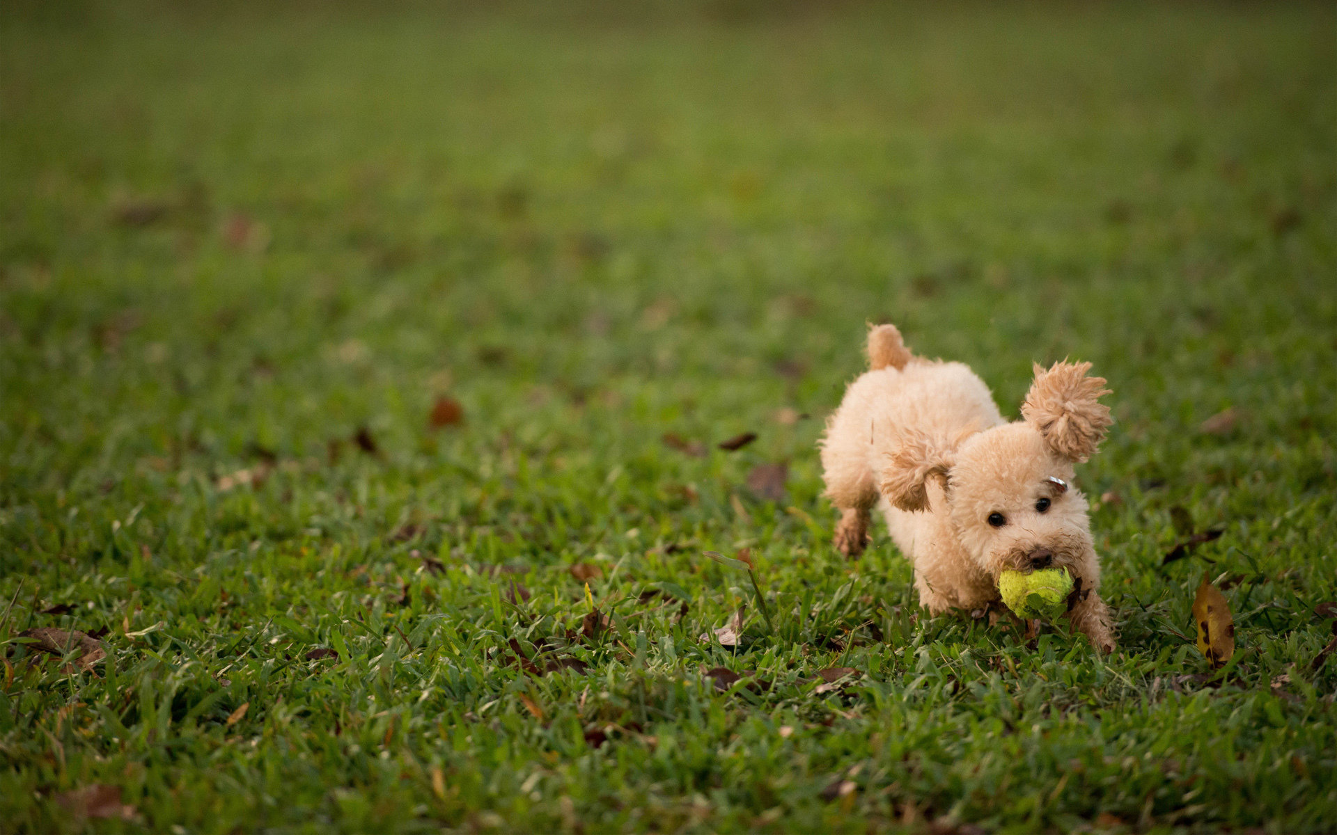 Download hd 1920x1200 Poodle PC background ID:145044 for free