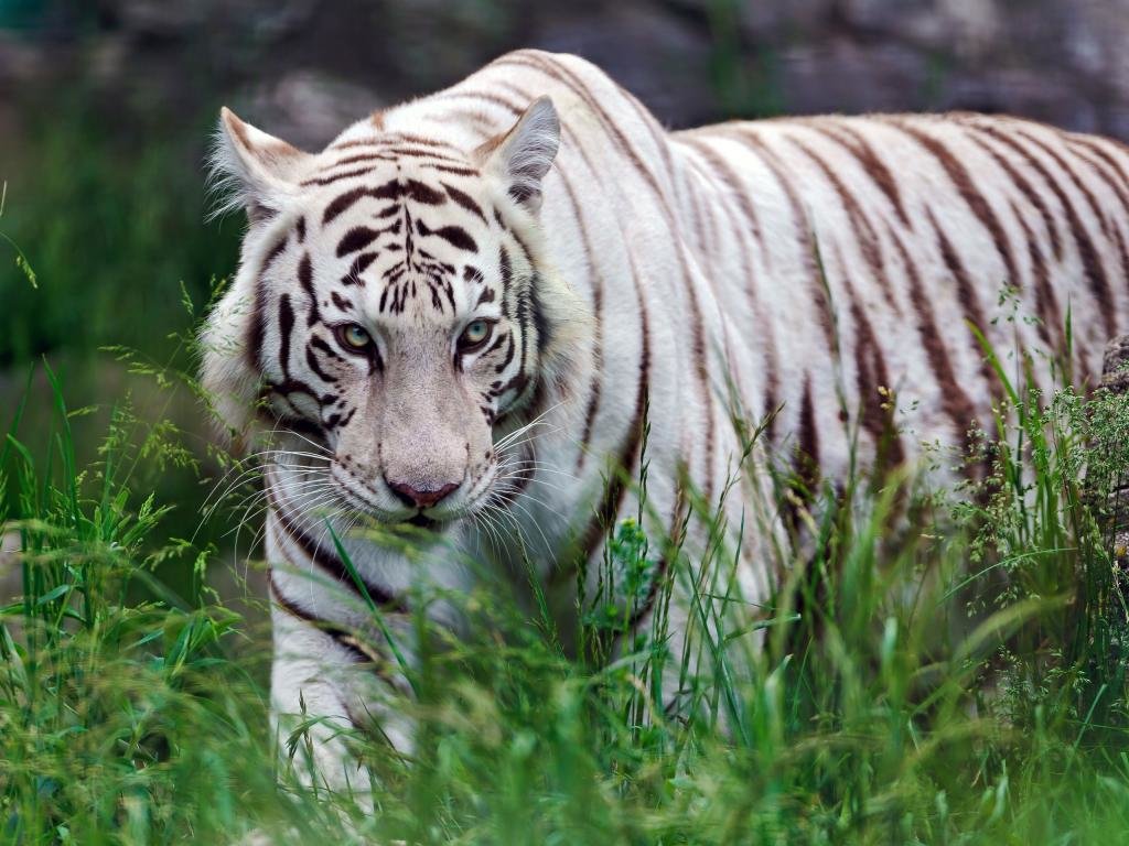 High resolution White Tiger hd 1024x768 wallpaper ID:174966 for computer