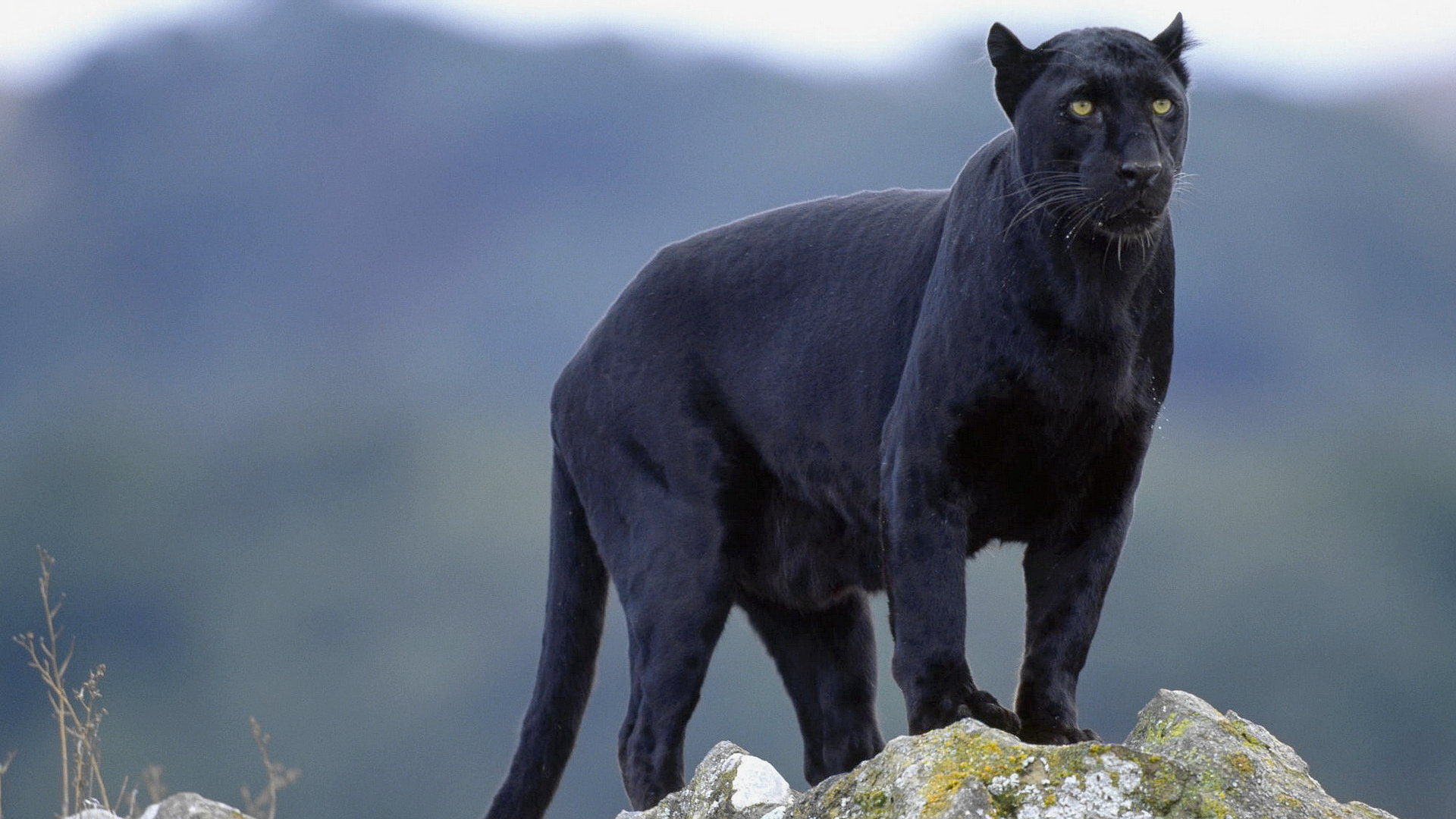 Awesome Panther free background ID:357201 for 1080p PC