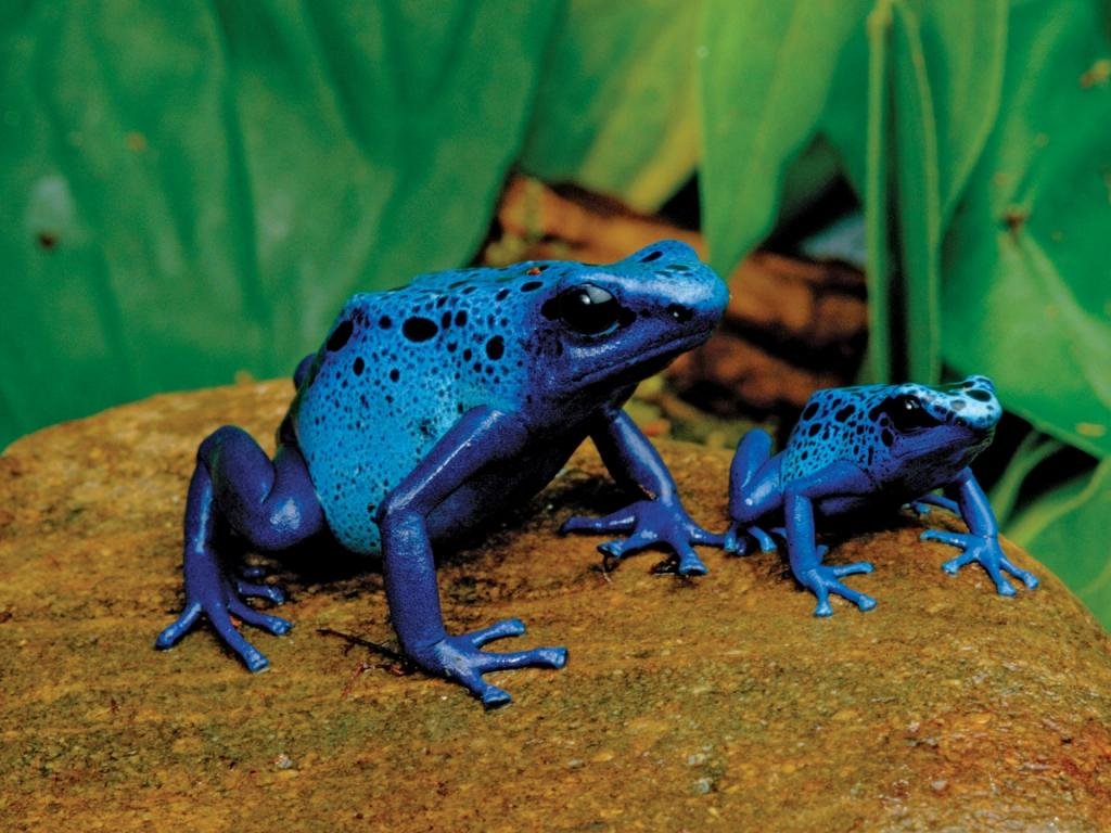 Free Poison Dart Frog high quality background ID:253505 for hd 1024x768 PC