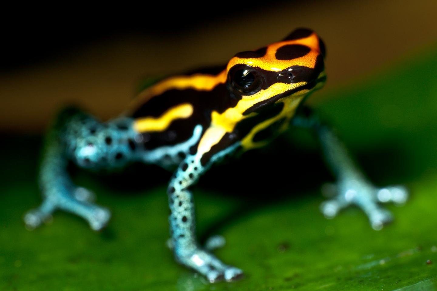 Awesome Poison Dart Frog free wallpaper ID:253496 for hd 1440x960 desktop
