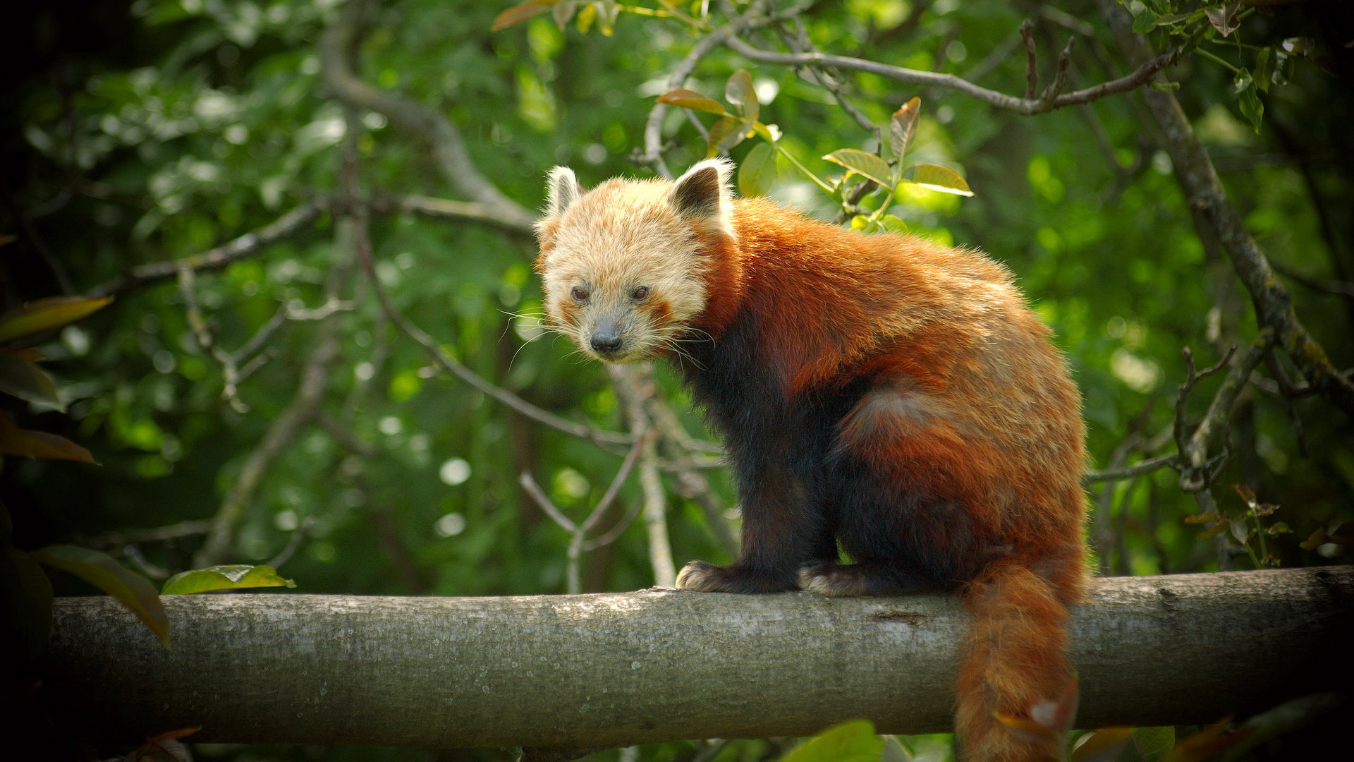 Awesome Red Panda free background ID:64019 for hd 1080p desktop