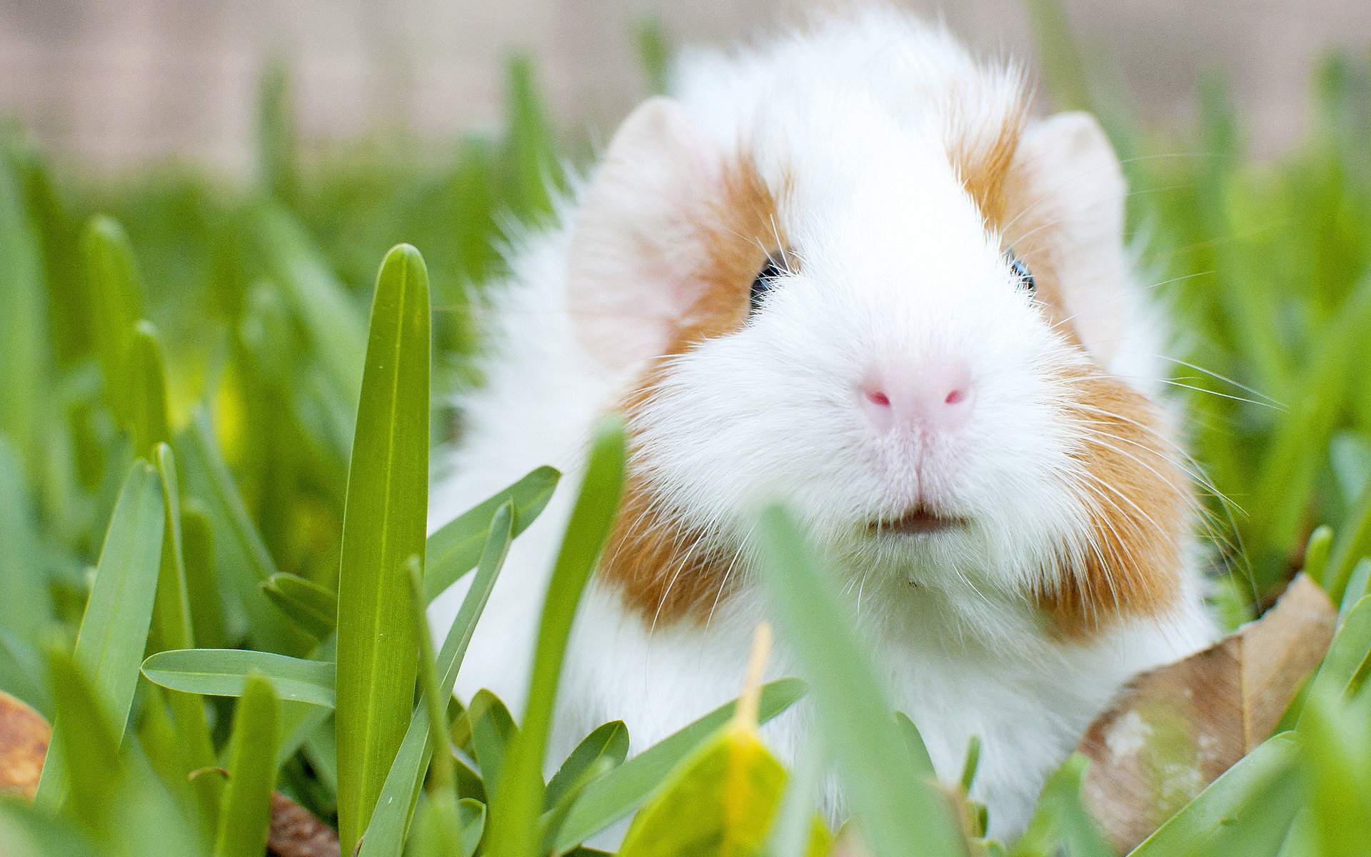 Download hd 1920x1200 Guinea Pig computer background ID:270961 for free