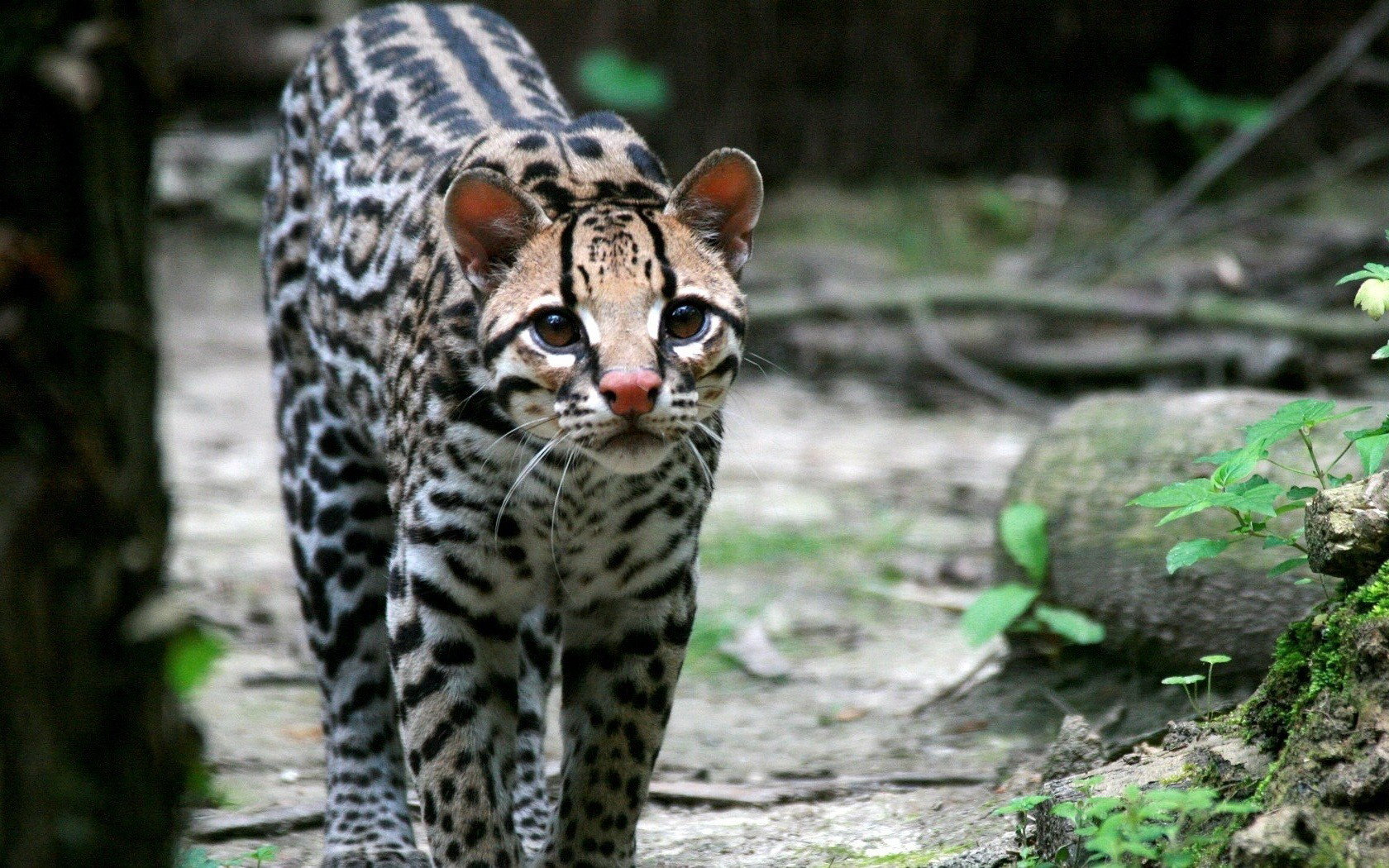 Awesome Ocelot free wallpaper ID:146299 for hd 1680x1050 computer
