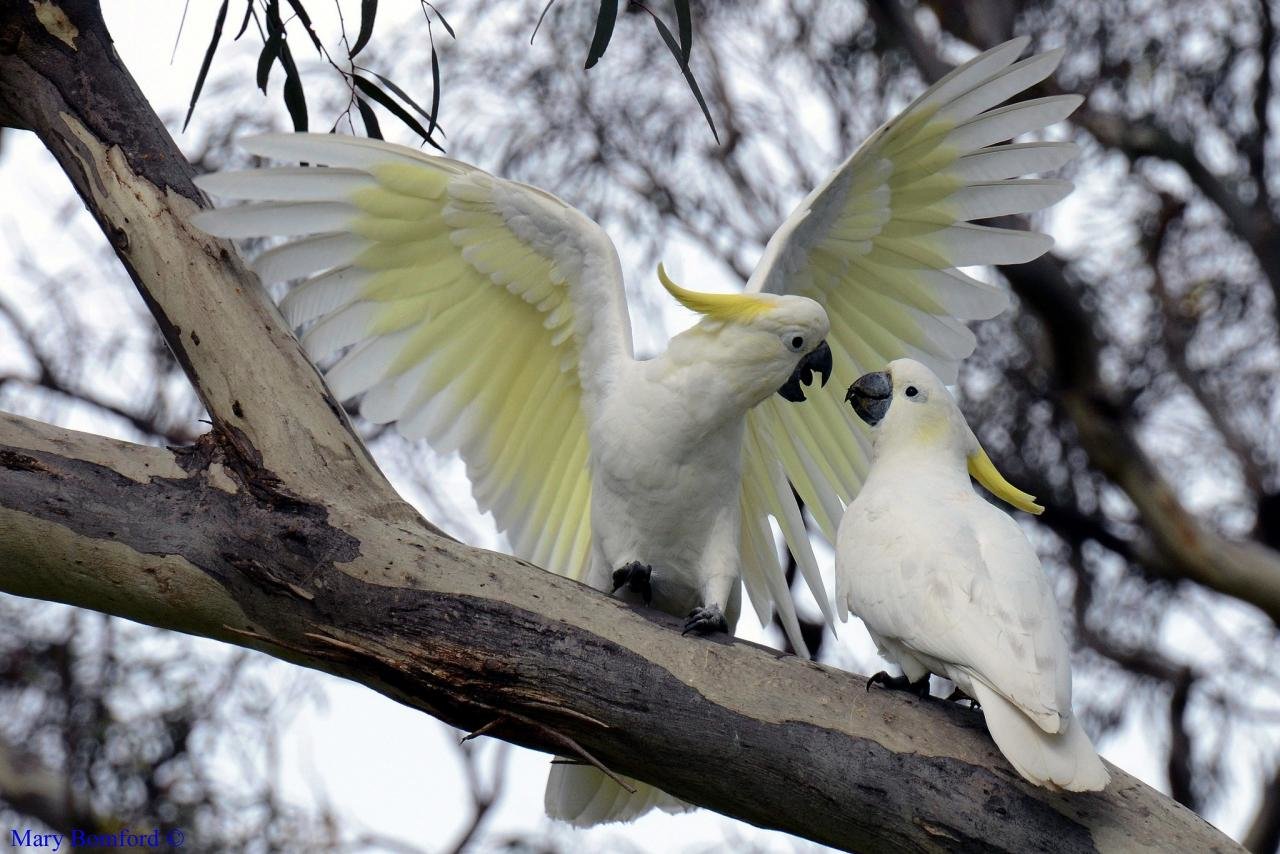 Best Sulphur-crested Cockatoo background ID:130242 for High Resolution hd 1280x854 PC