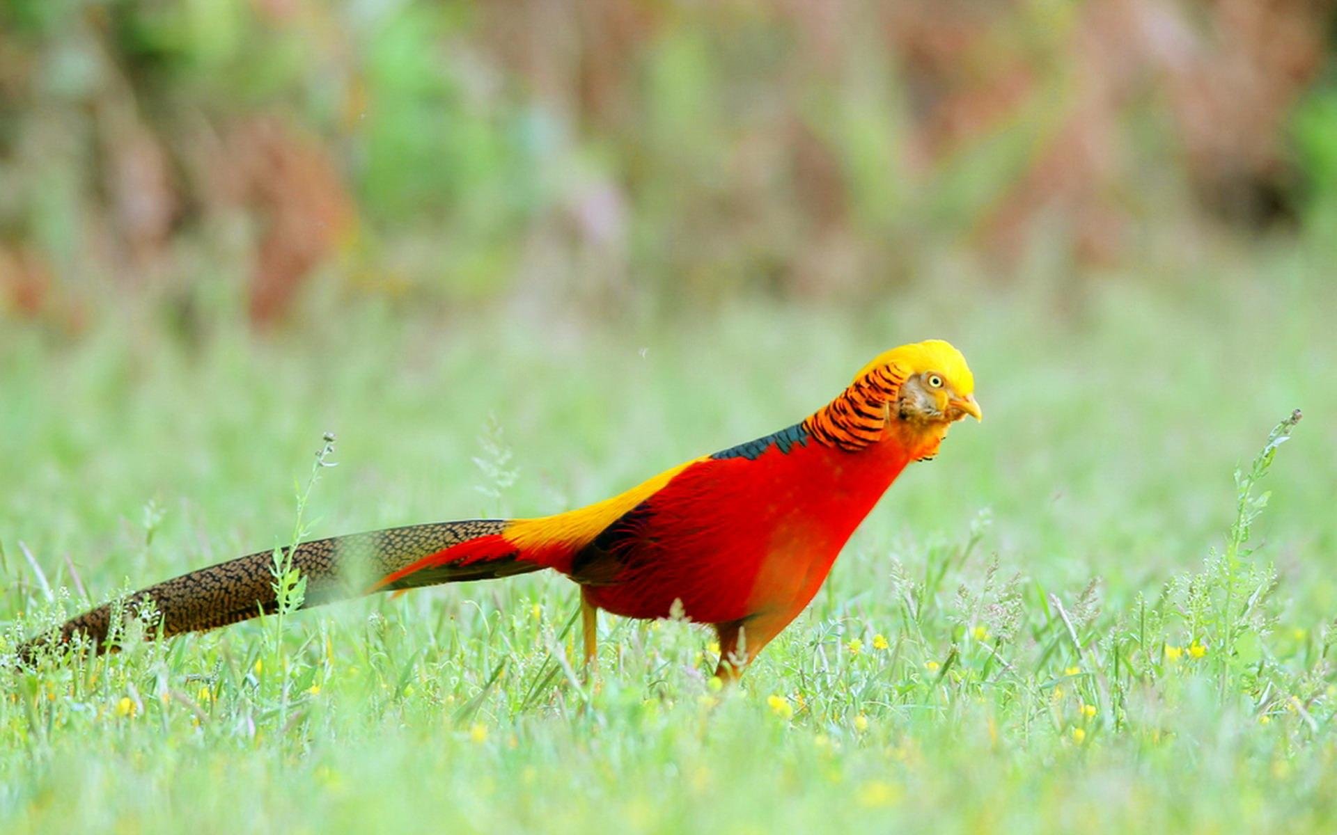 High resolution Golden Pheasant hd 1920x1200 background ID:161174 for computer