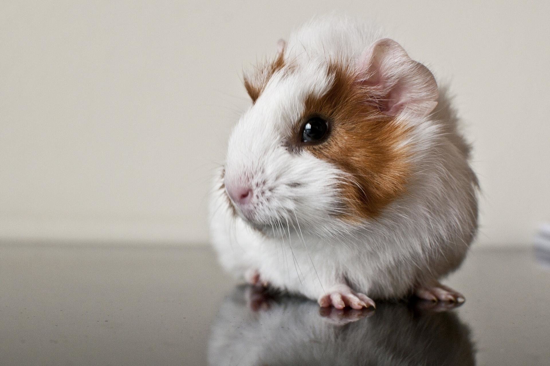 Best Guinea Pig background ID:270955 for High Resolution hd 1920x1280 computer