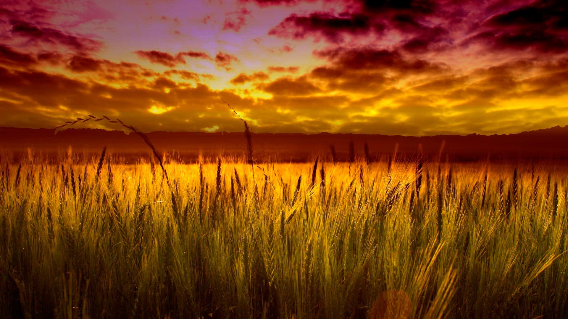 Free download Wheat wallpaper ID:392144 full hd for computer