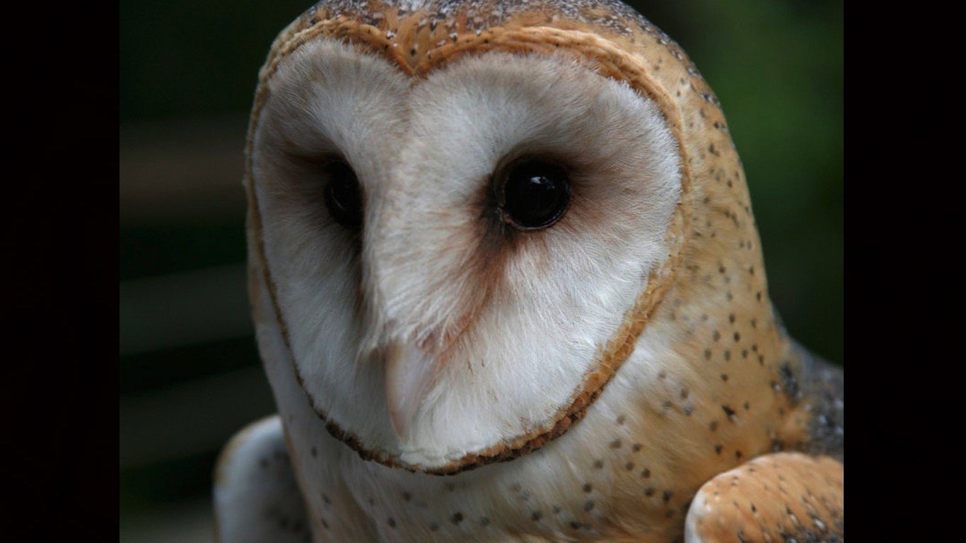 Awesome Barn Owl free background ID:81558 for hd 1366x768 PC