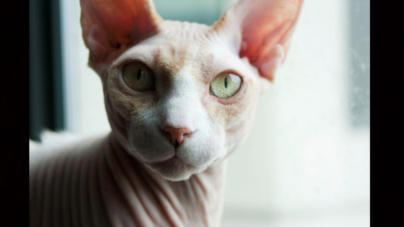 Free Sphynx Cat high quality background ID:449310 for hd 1366x768 computer