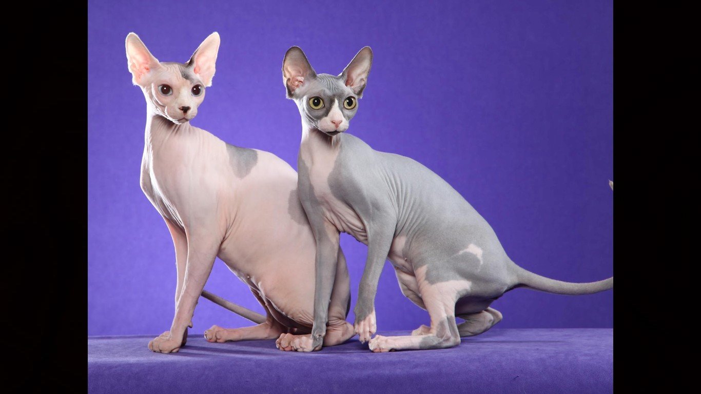 Free download Sphynx Cat background ID:449313 hd 1366x768 for PC