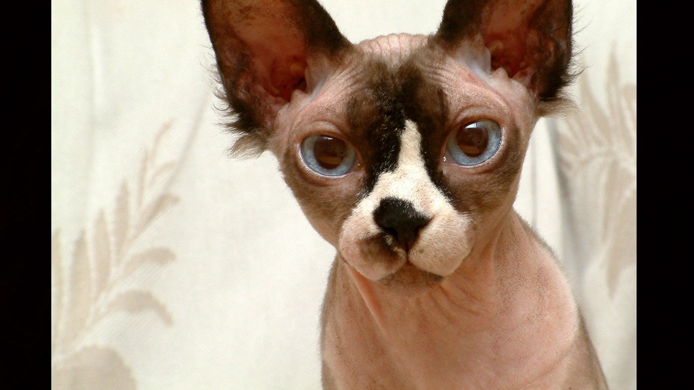 Download laptop Sphynx Cat PC background ID:449303 for free