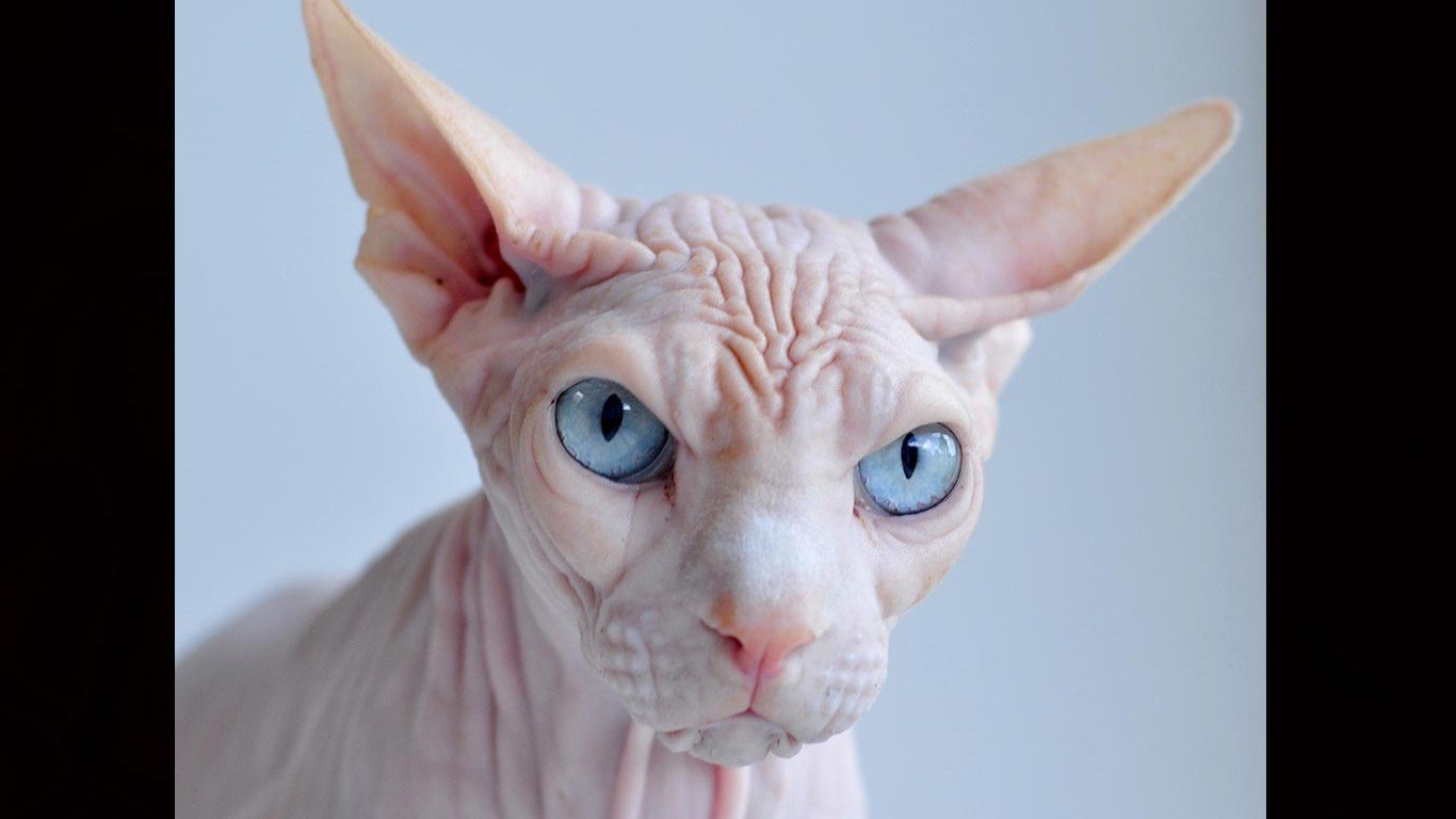 Free Sphynx Cat high quality wallpaper ID:449302 for laptop computer