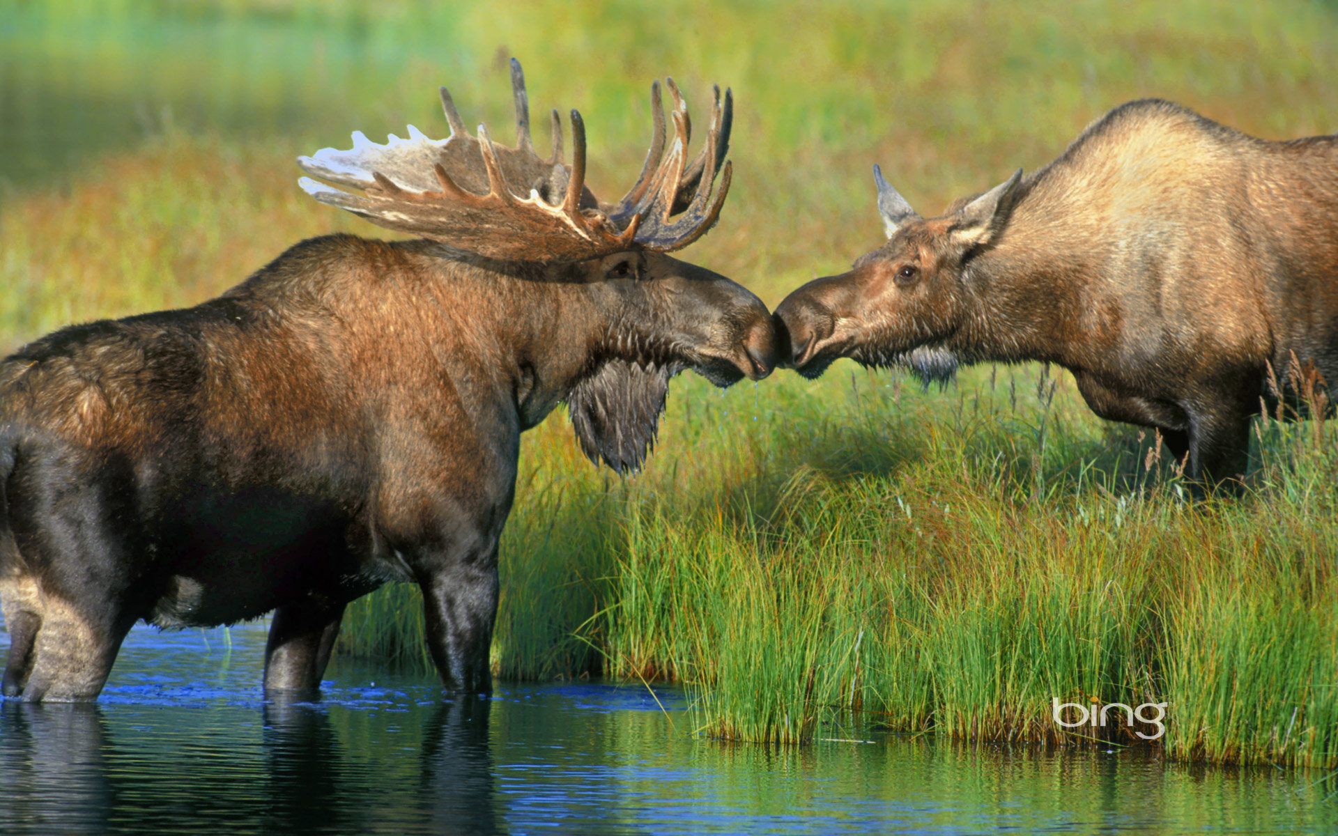 High resolution Moose hd 1920x1200 wallpaper ID:346715 for PC