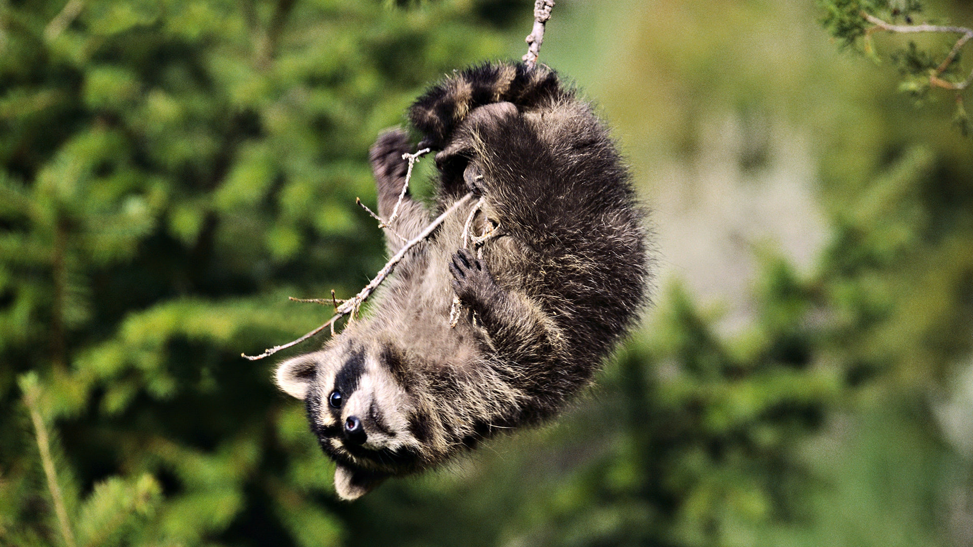 Best Raccoon background ID:185457 for High Resolution full hd 1080p computer