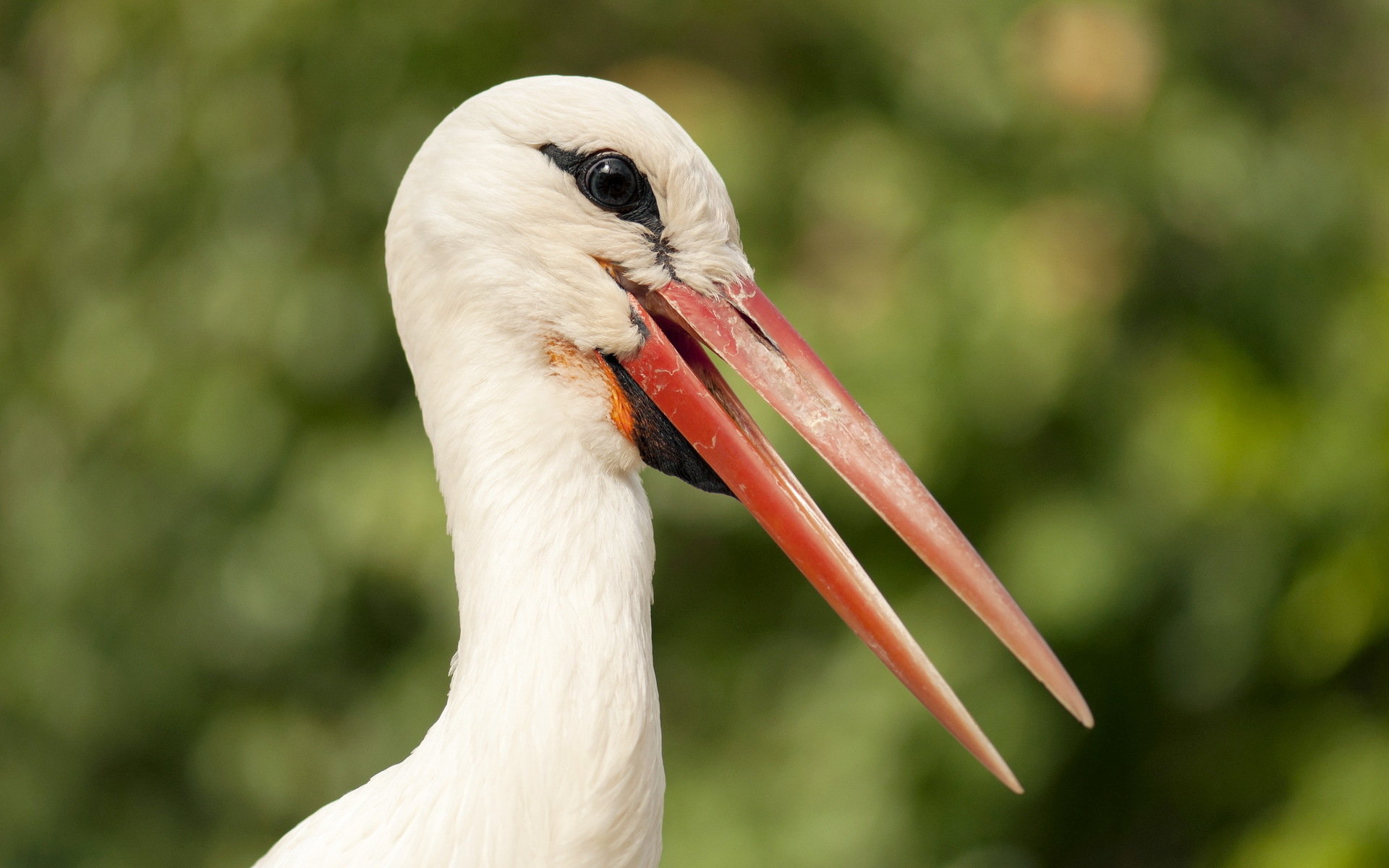 Free download White Stork background ID:9570 hd 1920x1200 for desktop
