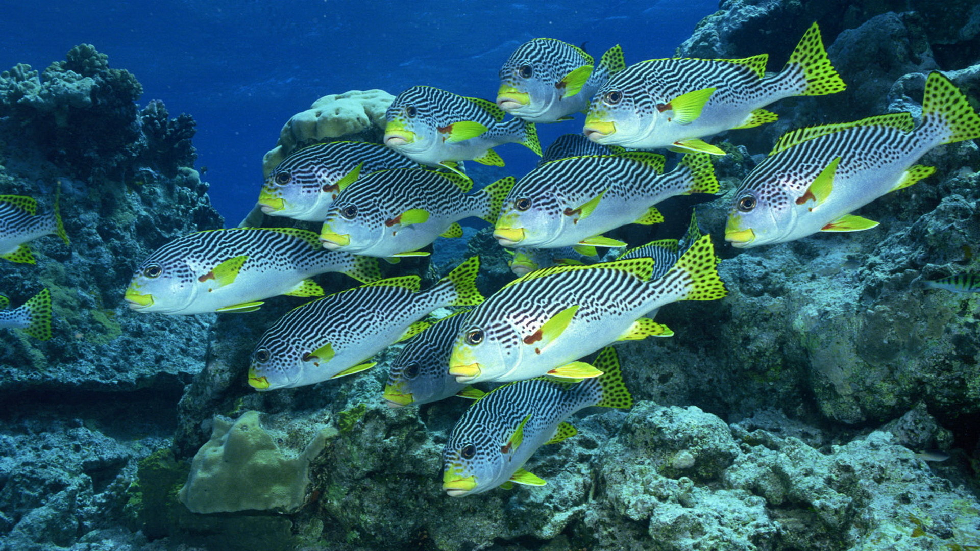 Awesome Fish free background ID:66029 for hd 1920x1080 PC