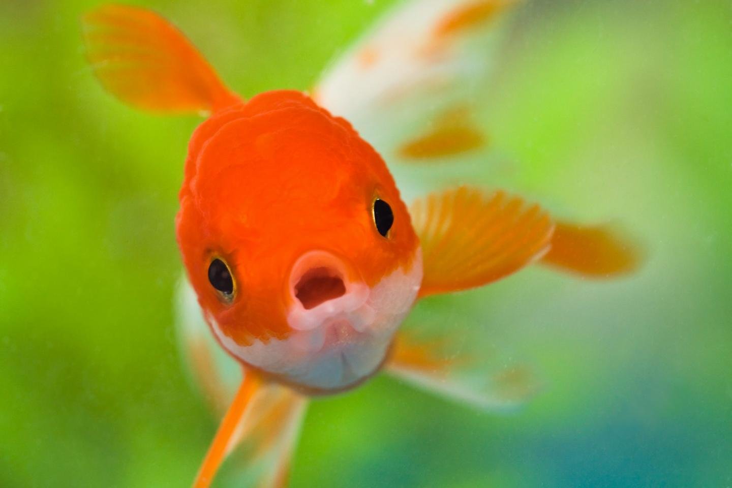 High resolution Goldfish hd 1440x960 background ID:464124 for PC