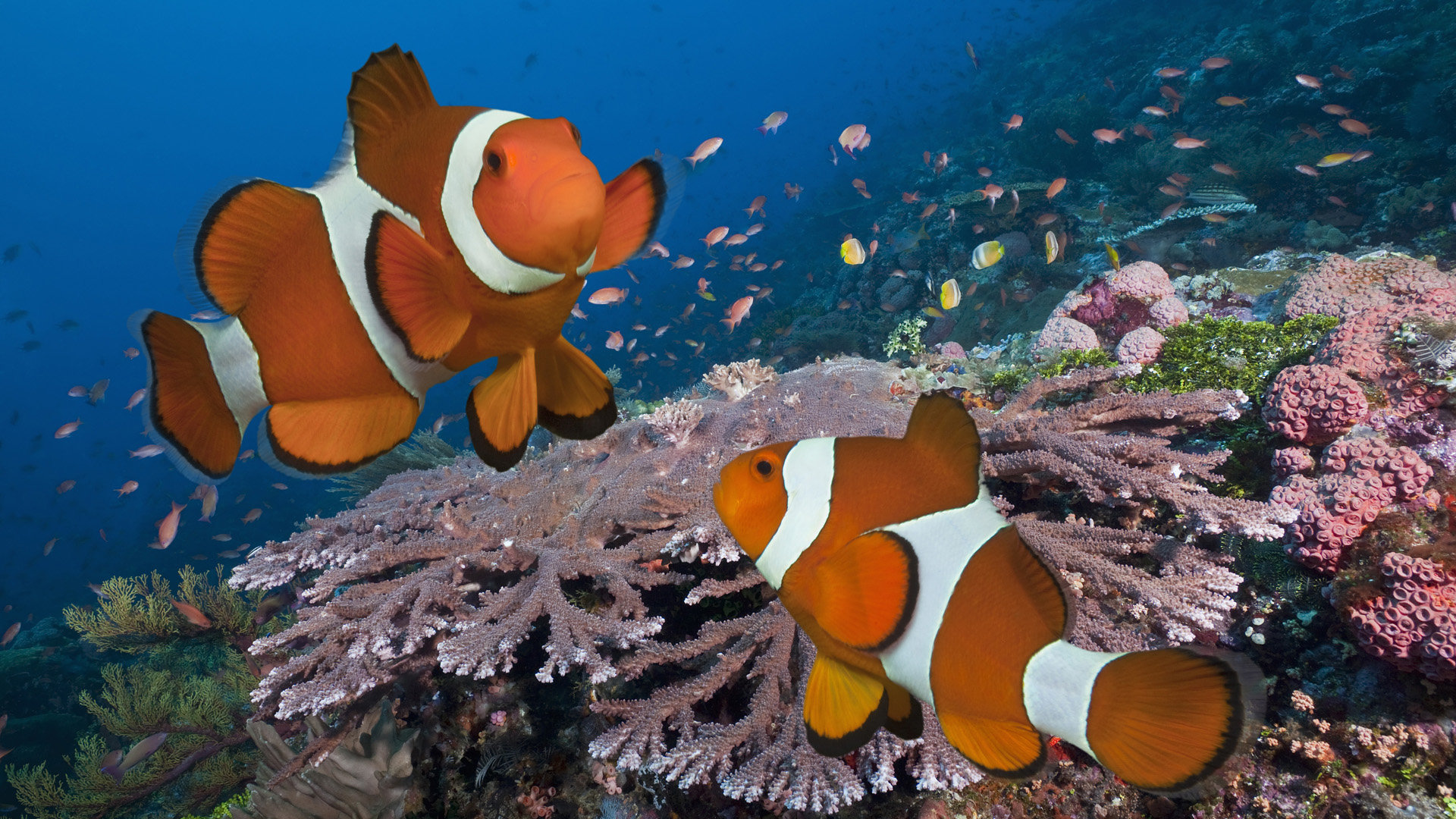 Awesome Clownfish free background ID:53233 for full hd 1920x1080 computer
