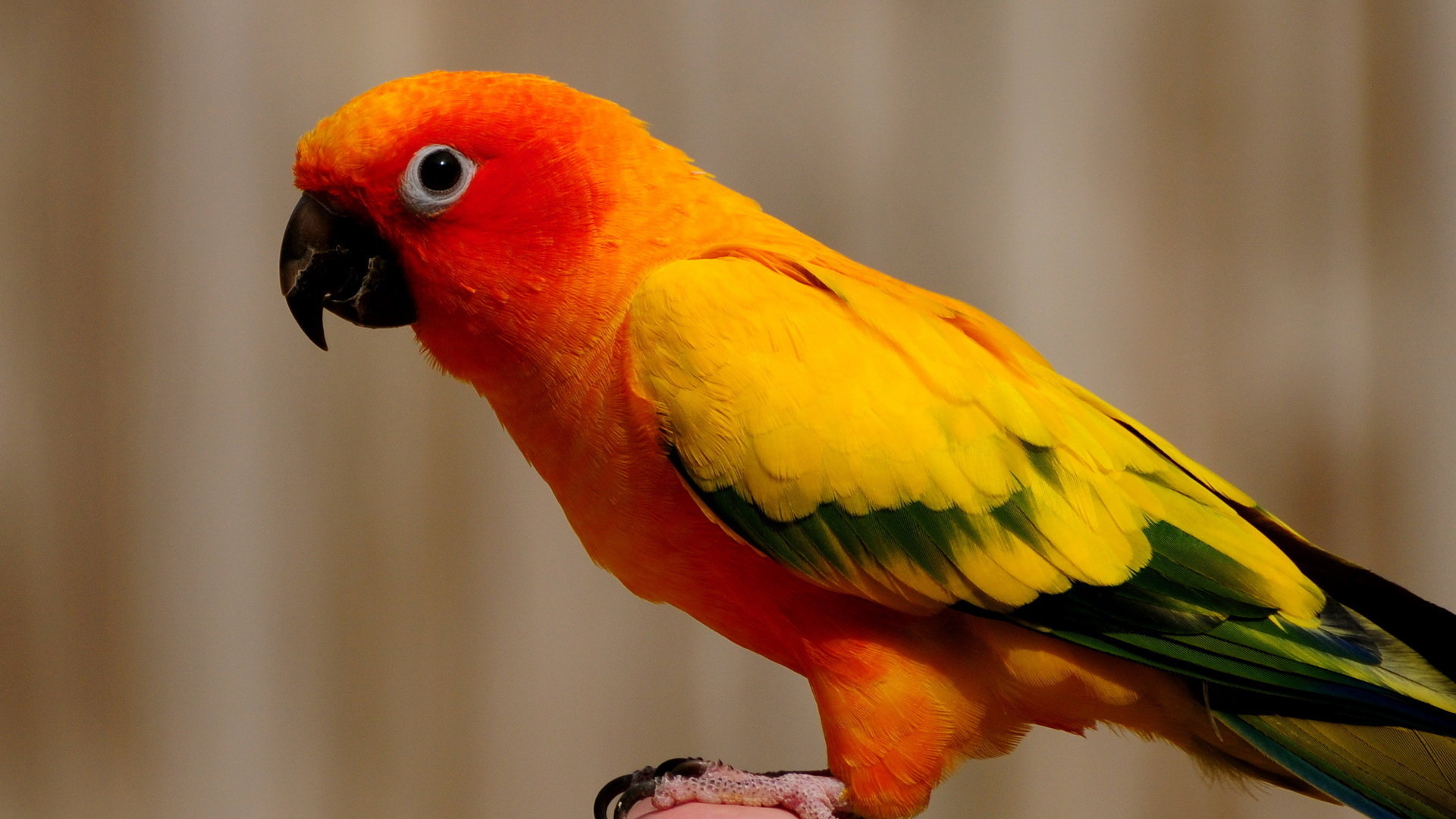 Free Parrot high quality wallpaper ID:25714 for 1080p computer