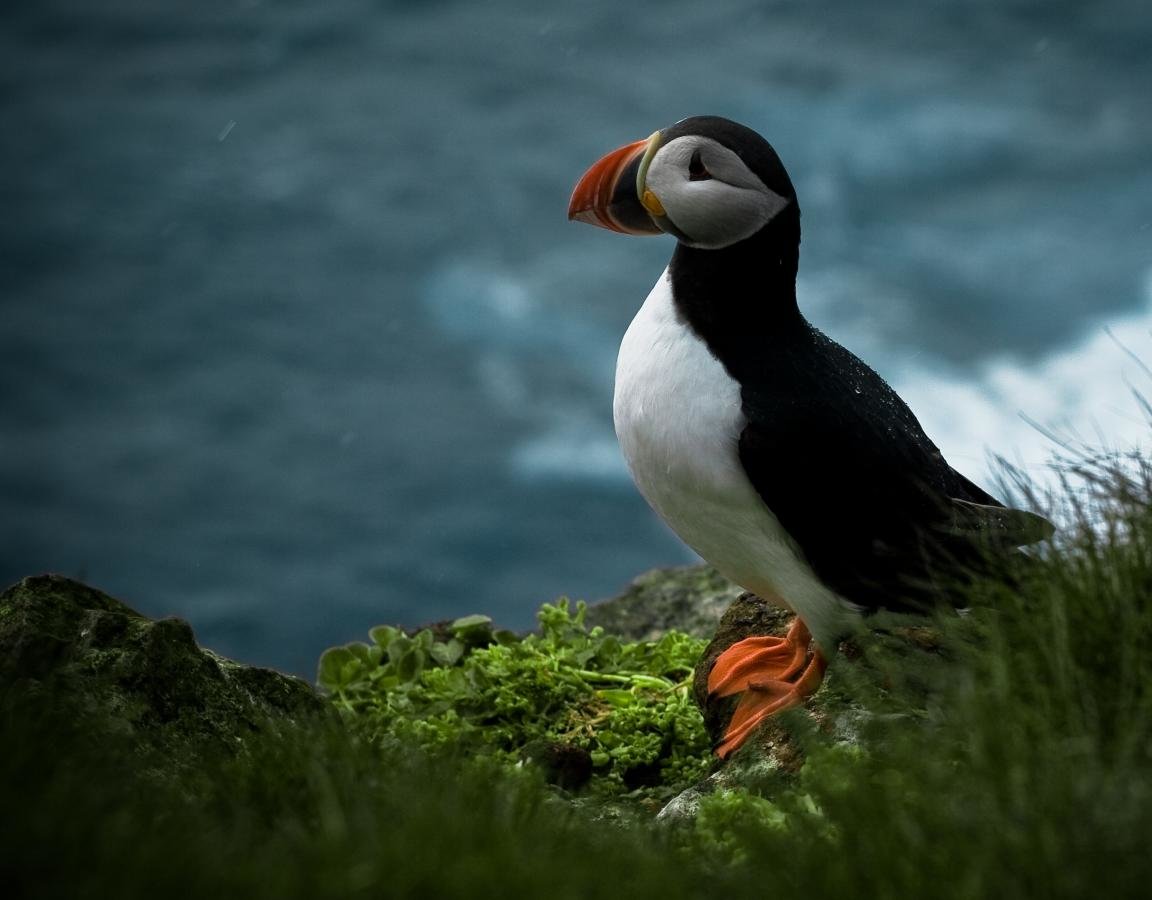 High resolution Puffin hd 1152x900 background ID:193144 for desktop