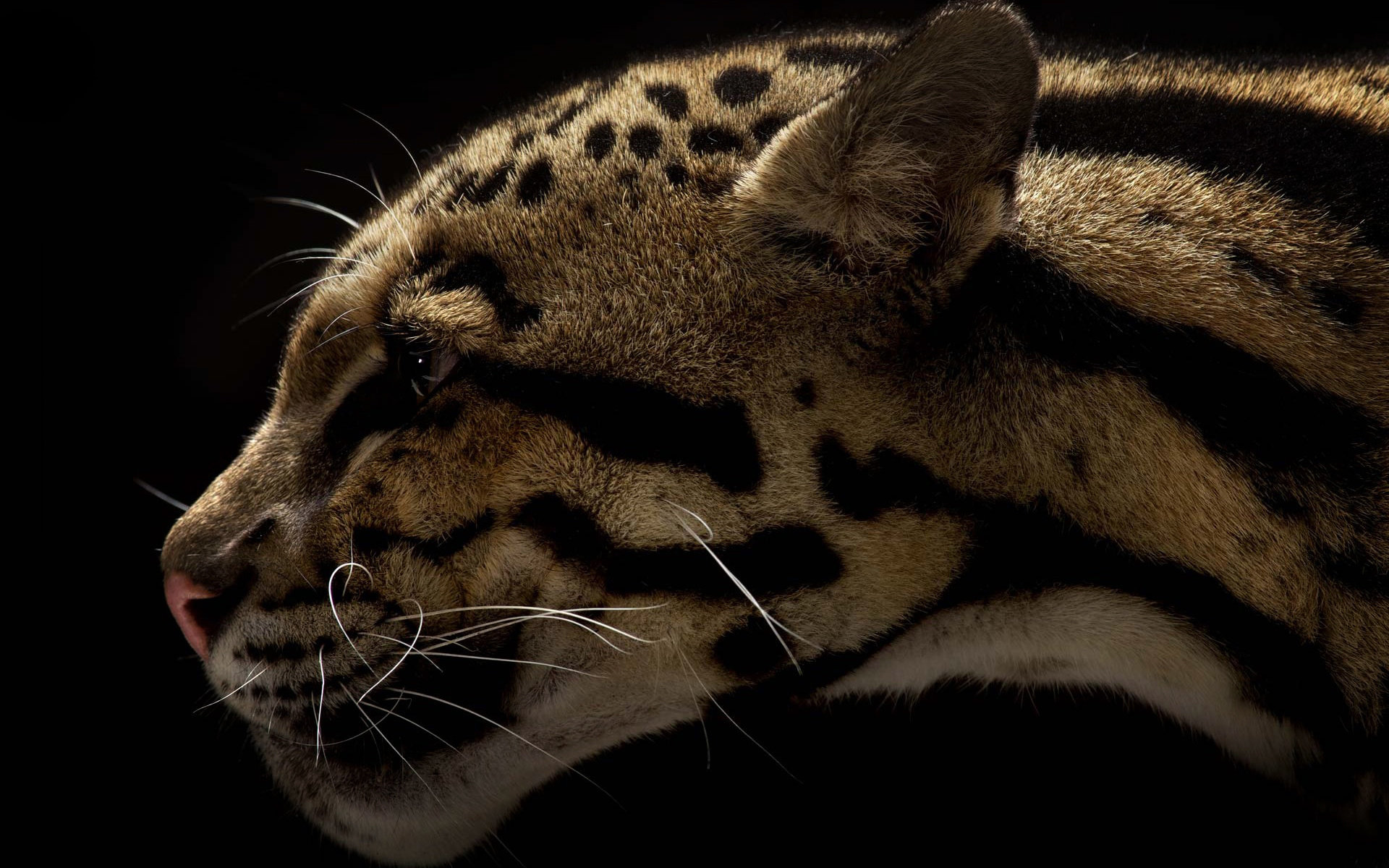 Free Clouded Leopard high quality wallpaper ID:260346 for hd 1920x1200 desktop