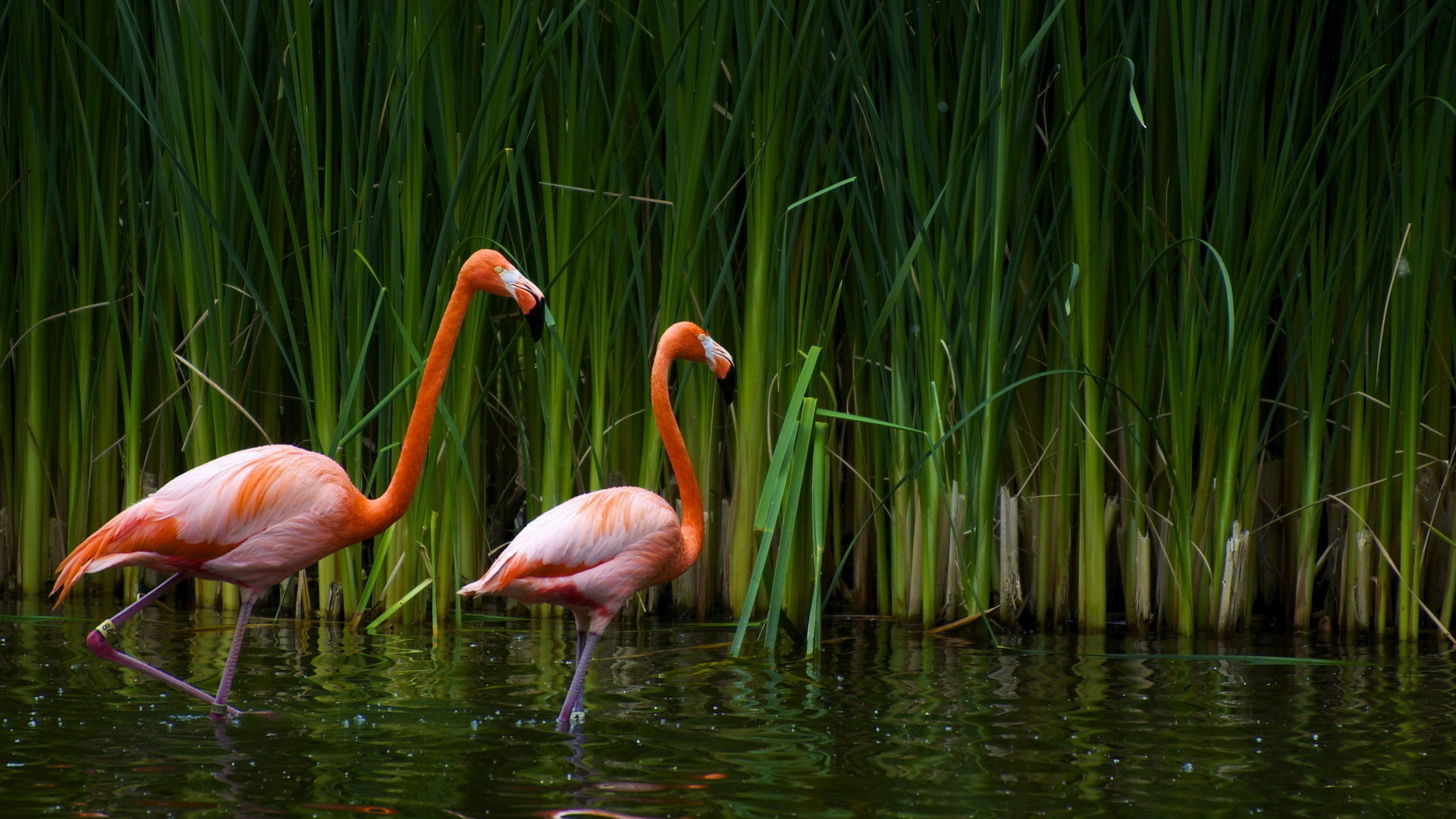 Download hd 1080p Flamingo PC wallpaper ID:66609 for free