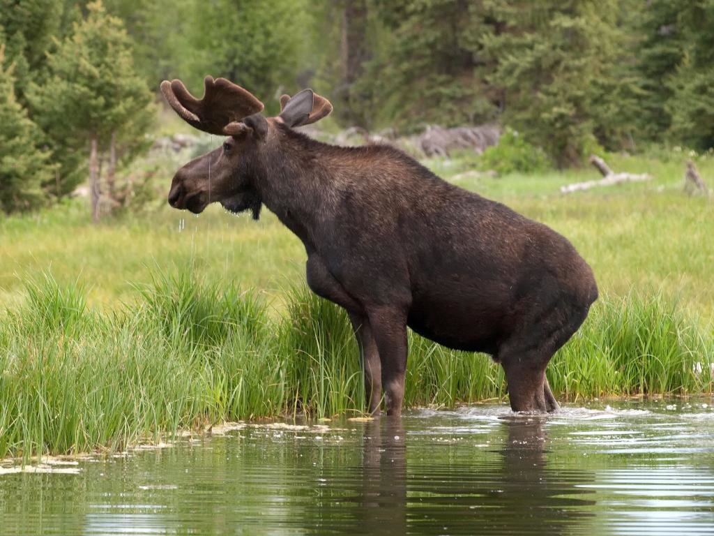 High resolution Moose hd 1024x768 background ID:346756 for PC