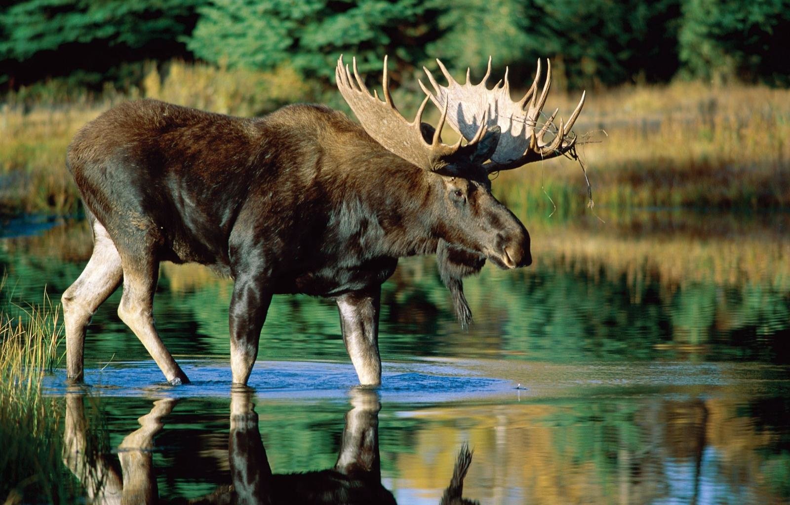 Free Moose high quality background ID:346722 for hd 1600x1024 computer