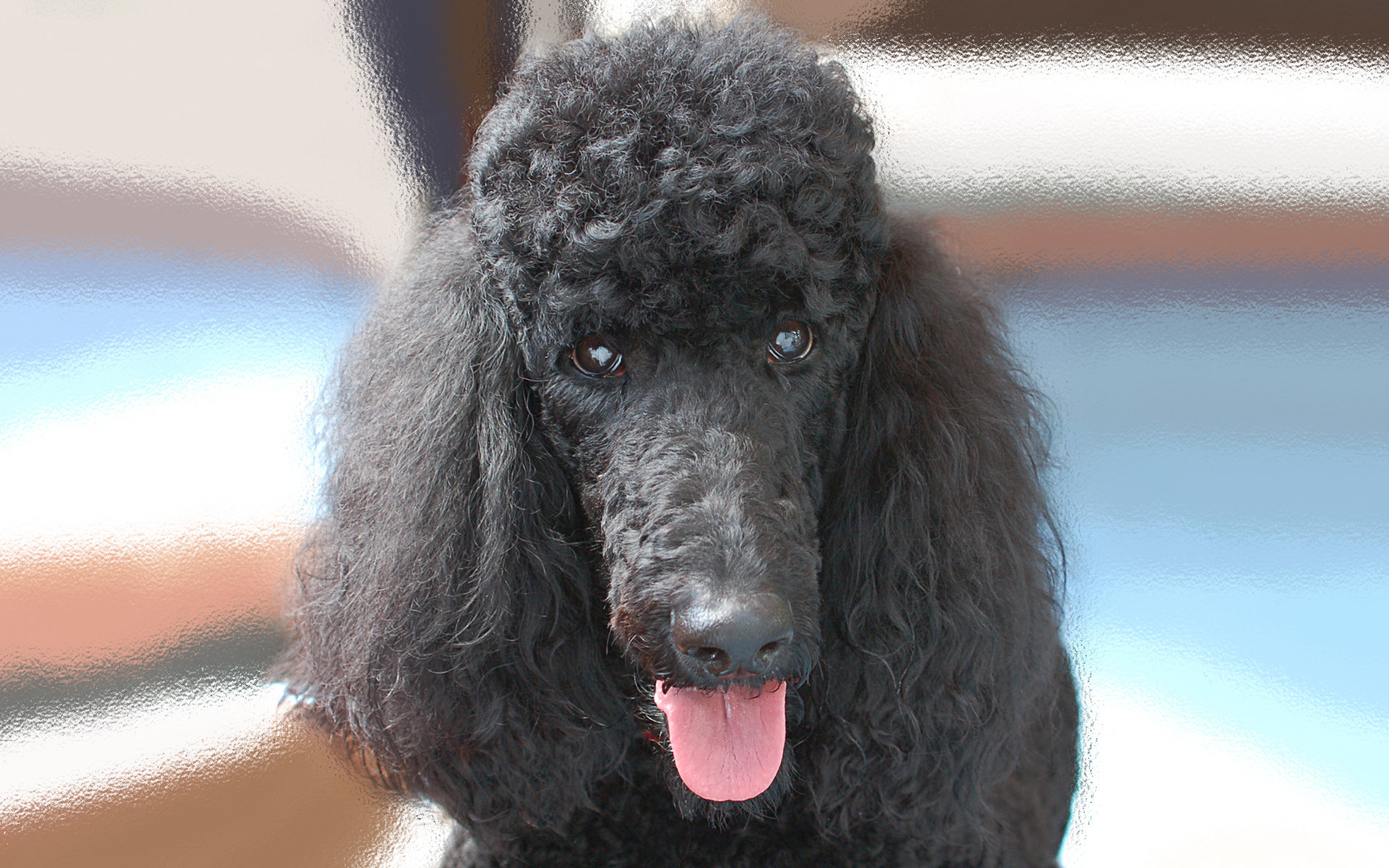 Free download Poodle wallpaper ID:145054 hd 1920x1200 for PC