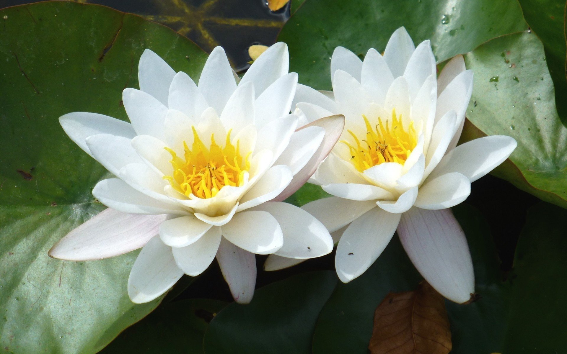 Free Water Lily high quality wallpaper ID:366185 for hd 1920x1200 computer