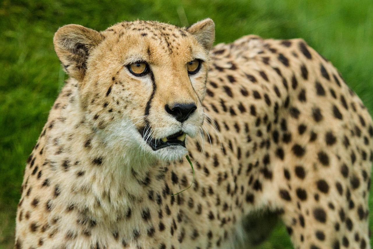 Awesome Cheetah free wallpaper ID:161690 for hd 1280x854 PC