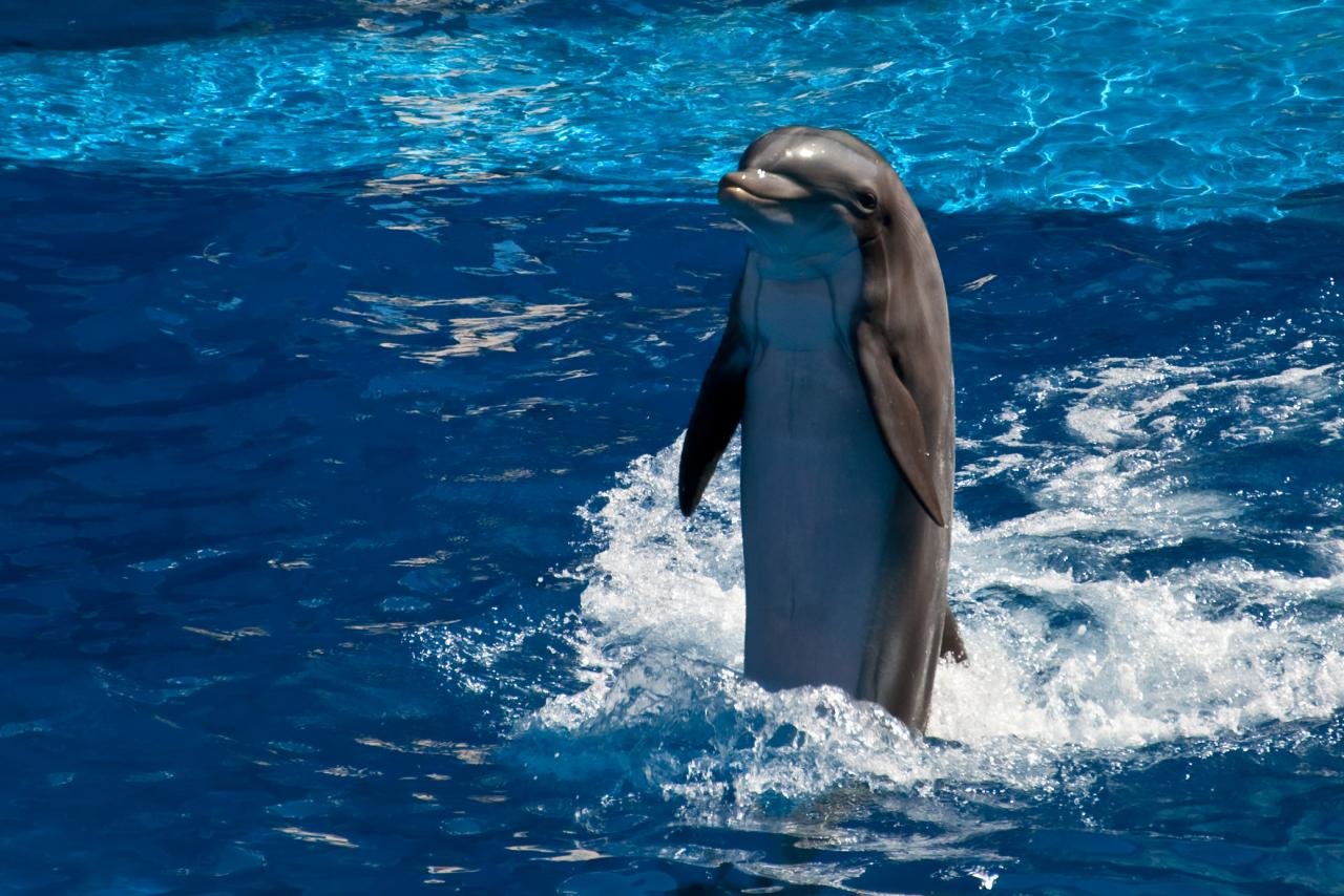 Free download Dolphin wallpaper ID:248281 hd 1280x854 for PC
