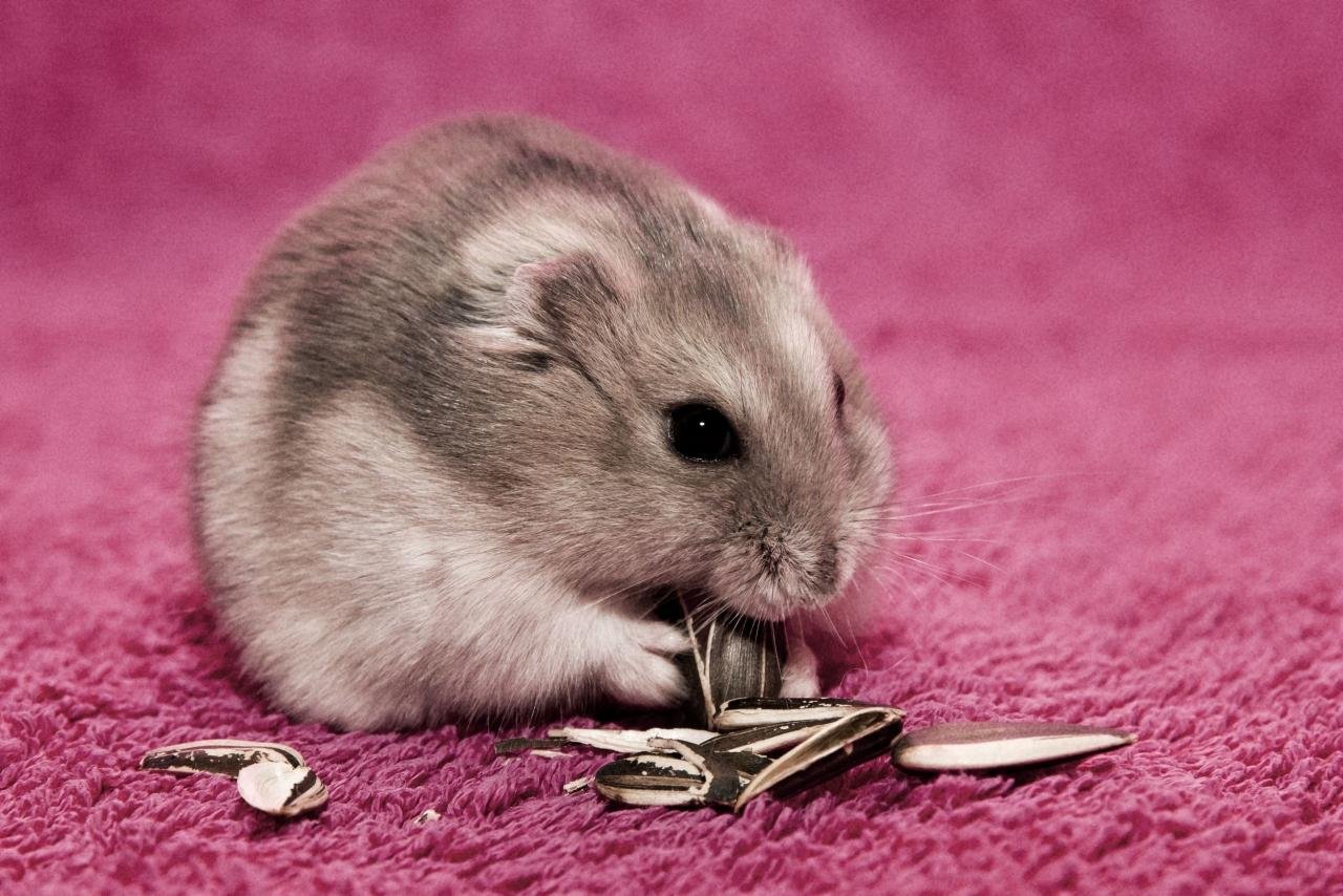 Best Hamster background ID:234040 for High Resolution hd 1280x854 PC