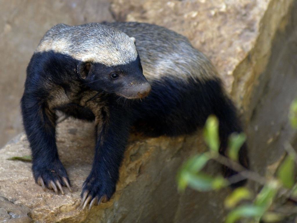 Free Honey Badger high quality background ID:85267 for hd 1024x768 PC