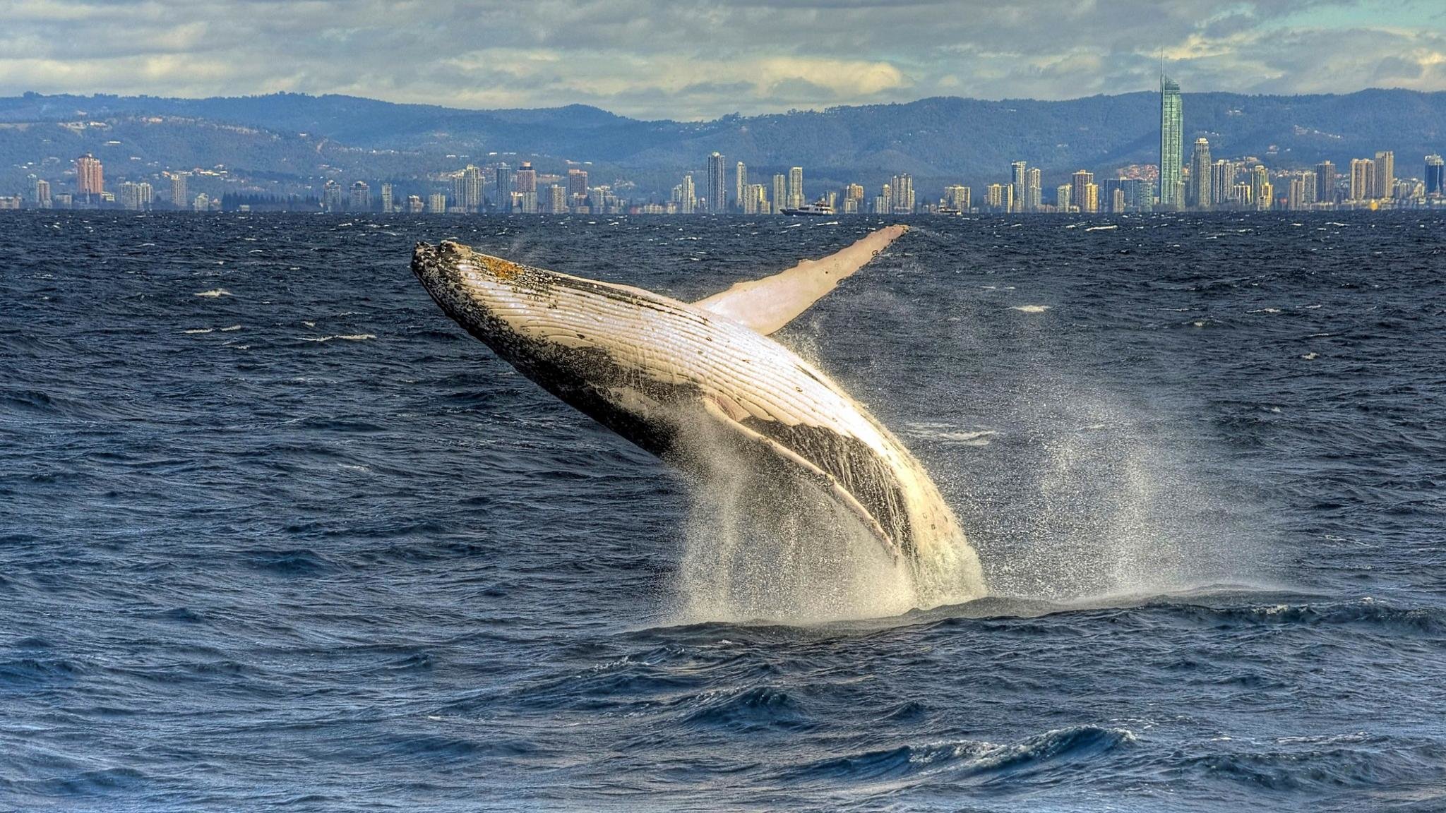 Free Whale high quality background ID:463293 for hd 2048x1152 PC