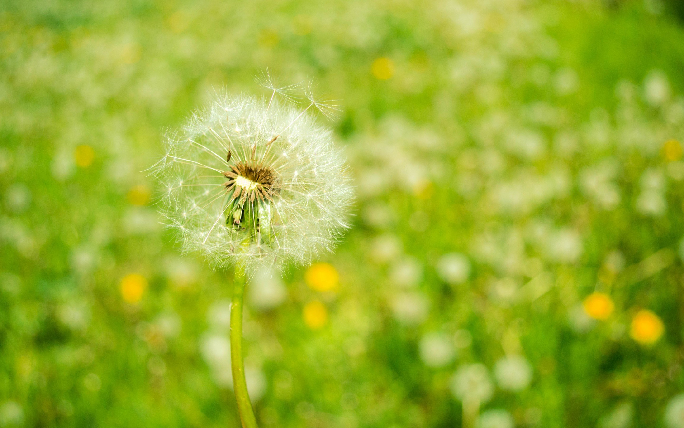 Awesome Dandelion free background ID:77868 for hd 2880x1800 computer