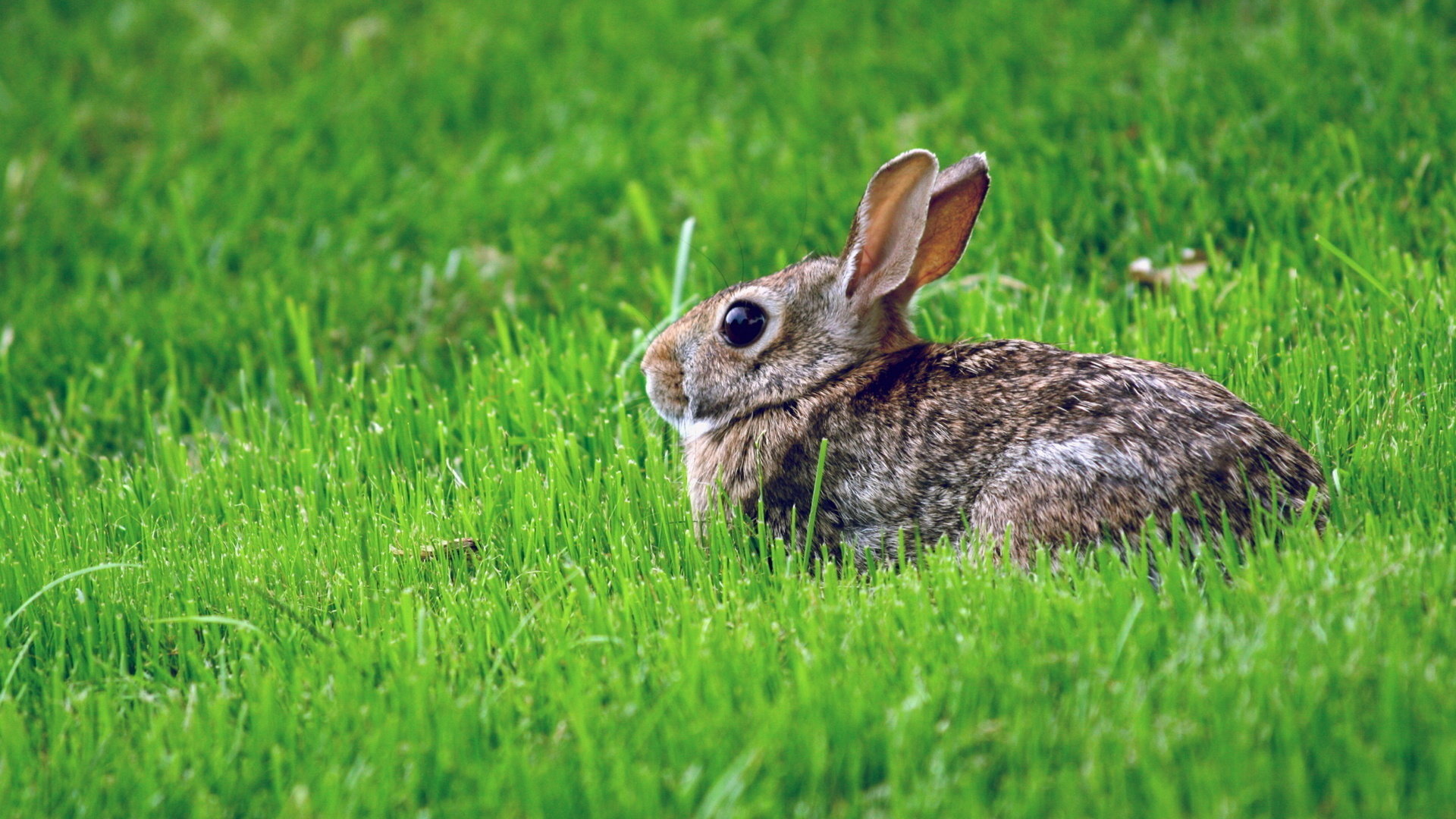 High resolution Hare full hd 1920x1080 wallpaper ID:81083 for PC