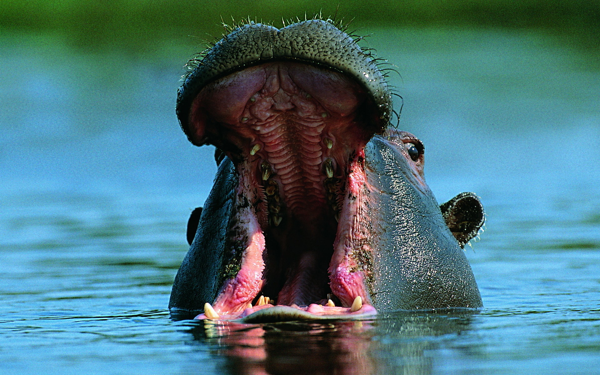 Awesome Hippo free background ID:28787 for hd 1920x1200 computer