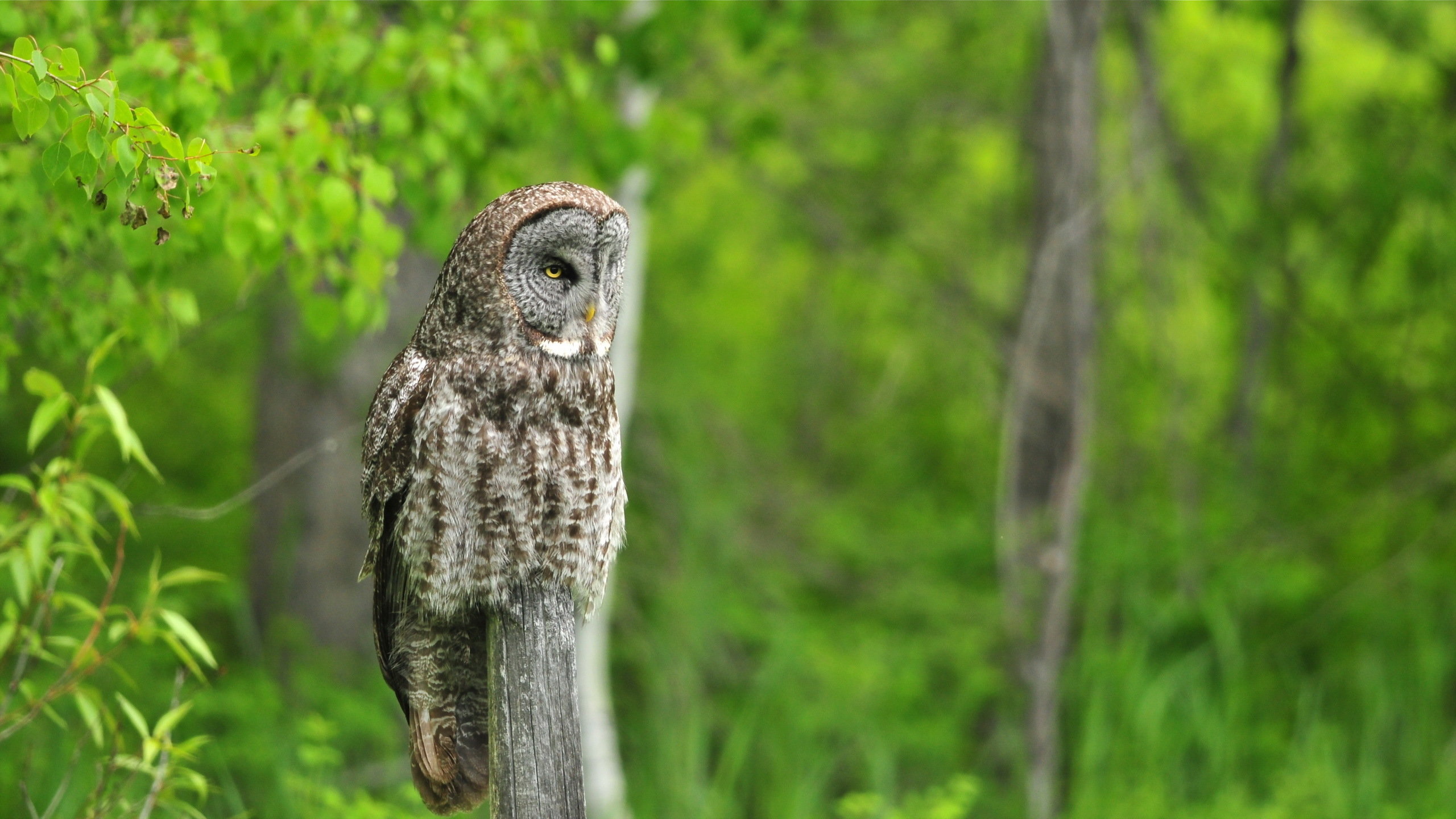 High resolution Owl hd 2560x1440 wallpaper ID:237033 for PC