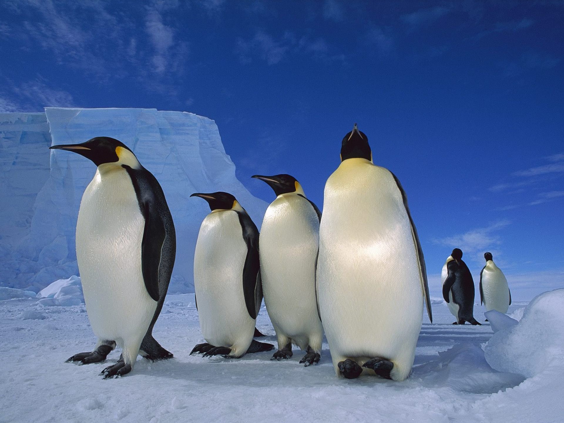 Awesome Emperor Penguin free background ID:47911 for hd 1920x1440 computer