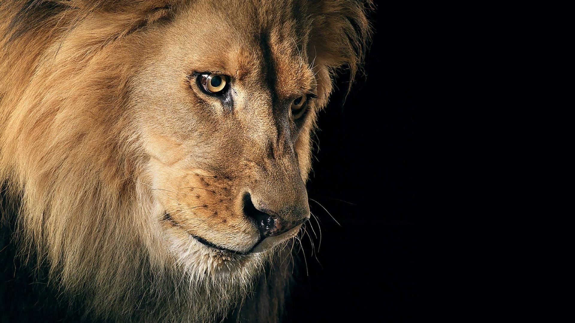 Free Lion high quality wallpaper ID:255406 for 1080p PC